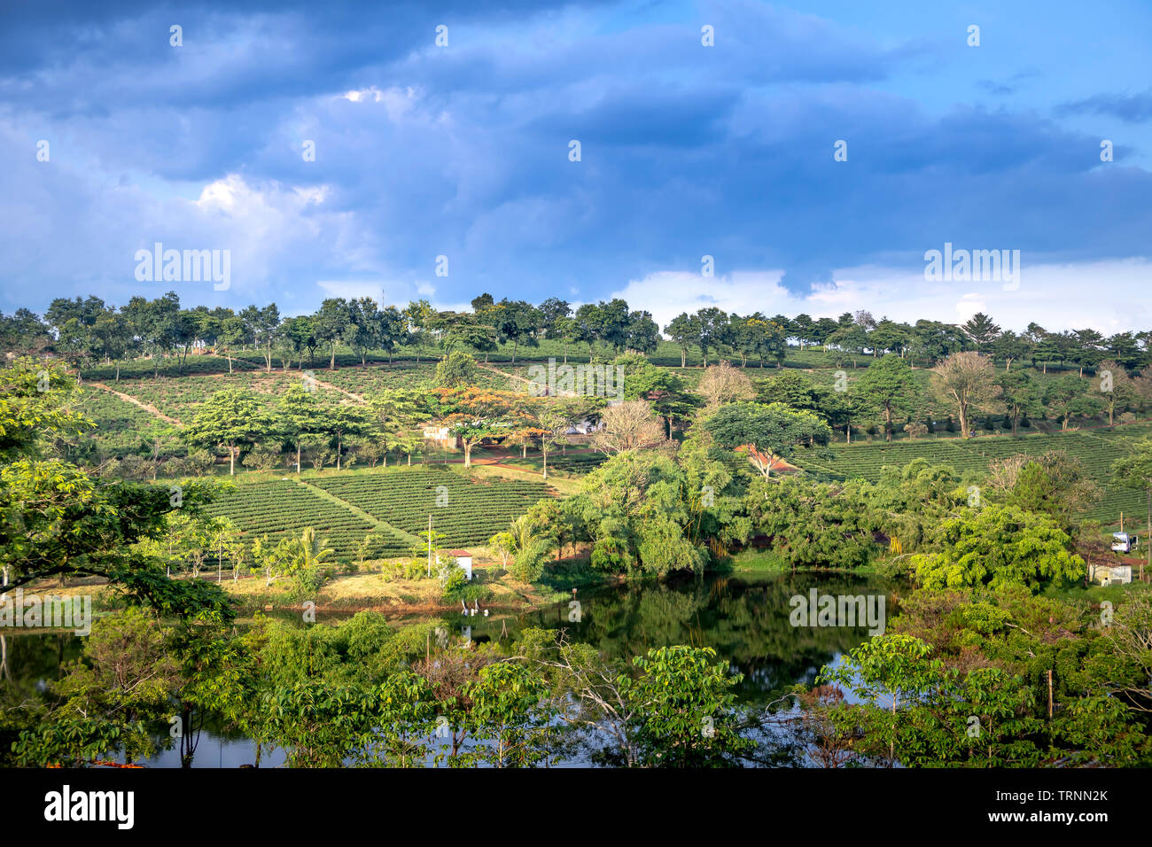 Der Panoramablick von Tam Chau Kaffee Bauernhof in Bao Loc, Provinz Lam Dong, Vietnam Stockfoto