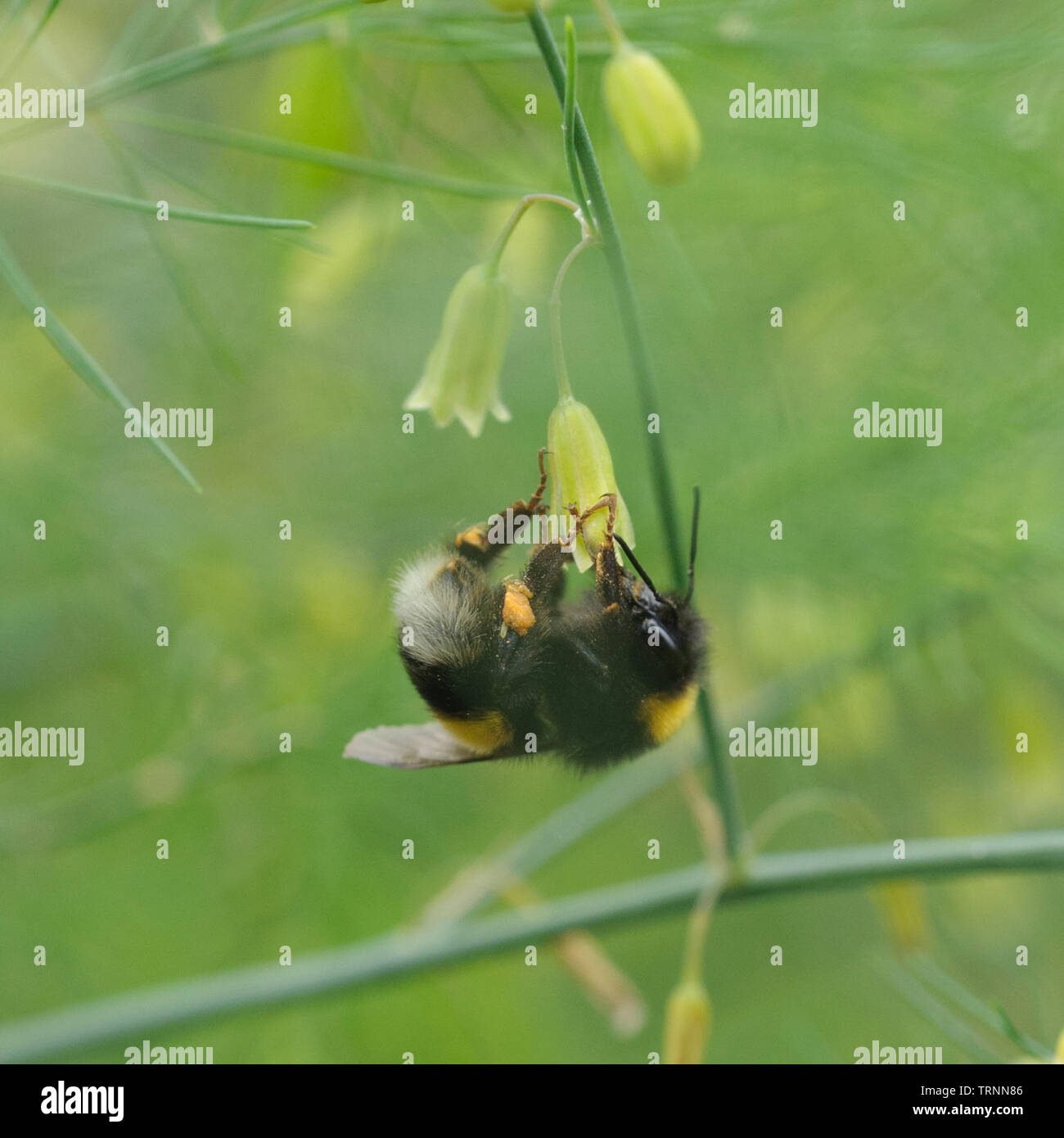 Gebänderte White-Tailed Bumble Bee Pollen sammeln von Spargel fern Stockfoto
