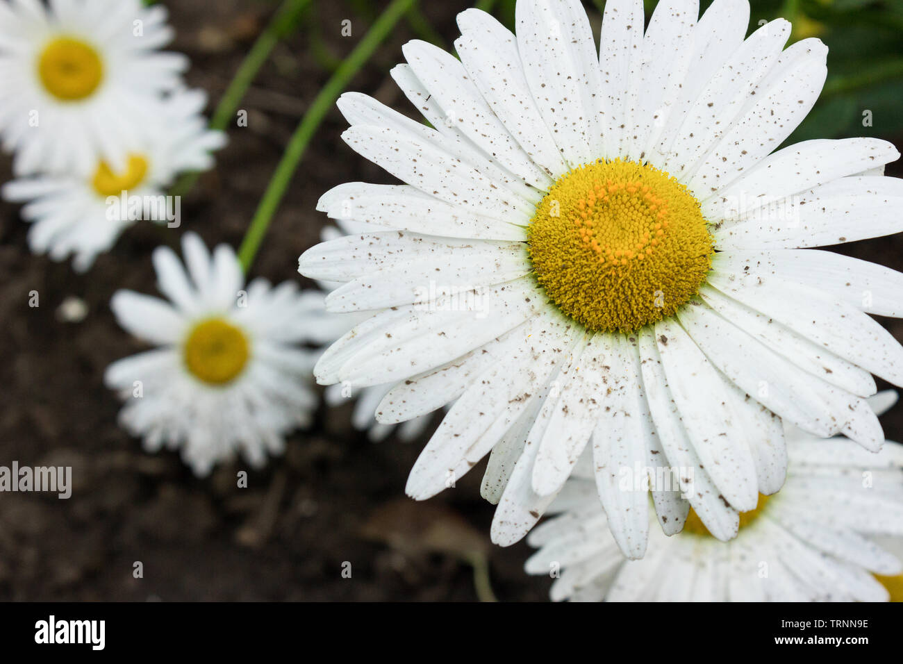 Grosses Gänseblümchen im Garten, in der Nähe Stockfoto