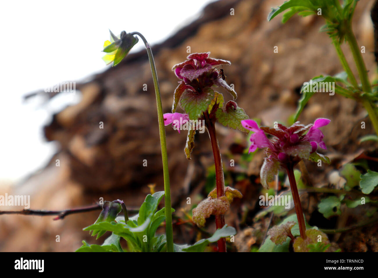 Klein, gelb und lila Blumen Stockfoto