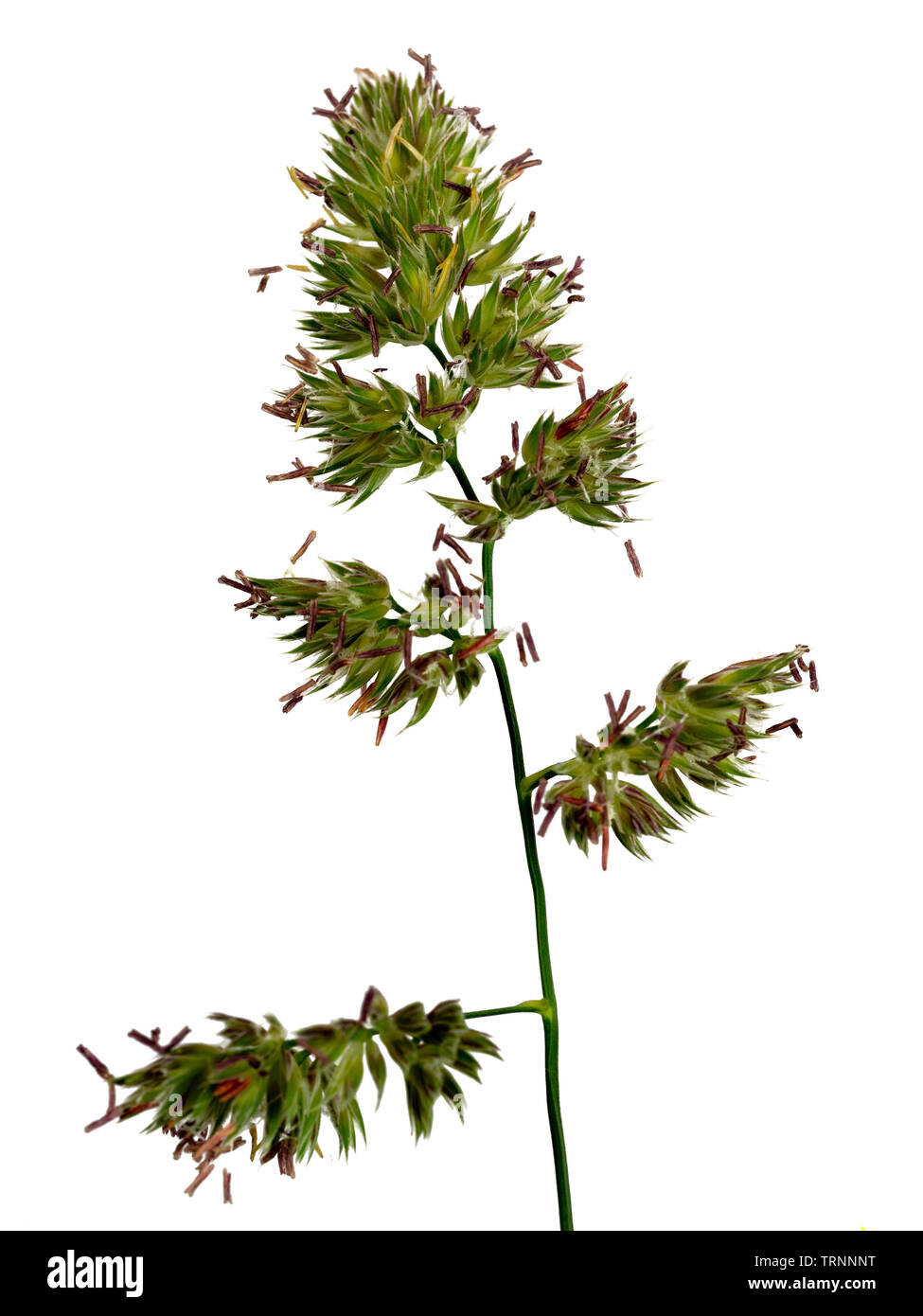 Blühende Leiter der knaulgras Gras, Dactylis glomerata, auf weißem Hintergrund Stockfoto