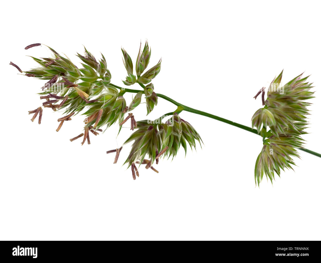 Nahaufnahme einer Blüte ährchen im Kopf der knaulgras Gras, Dactylis glomerata, auf weißem Hintergrund Stockfoto