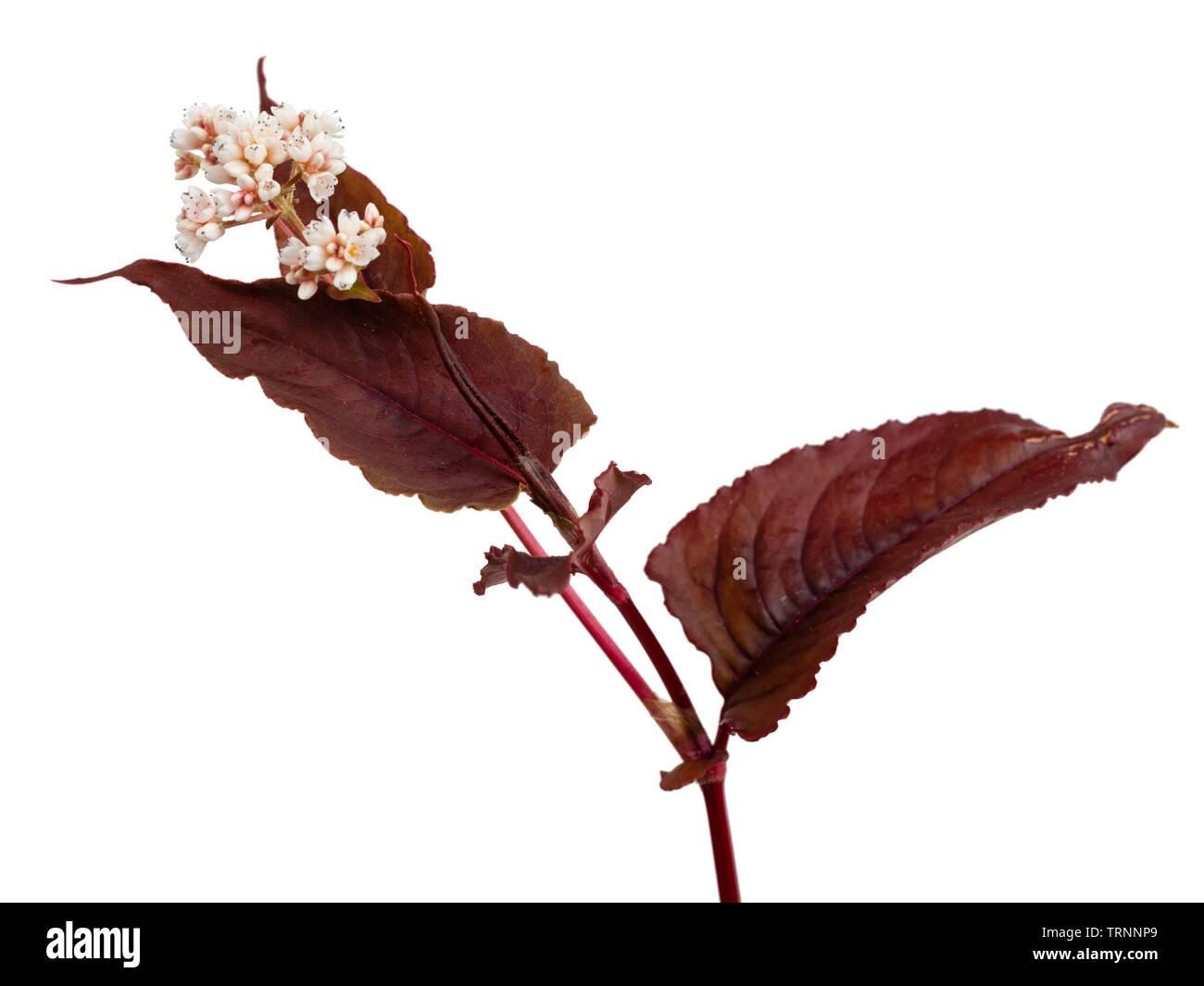 Blütenstengel der rot-Bronze MEHRJÄHRIG foliaged, Persicaria microcephala 'Red Dragon' auf weißem Hintergrund Stockfoto