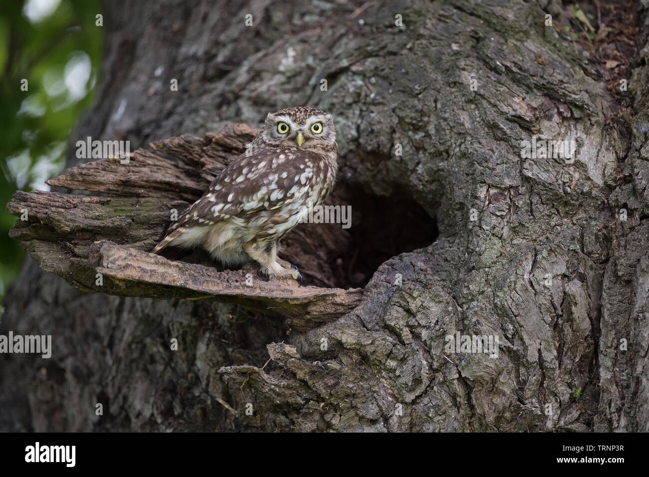 Steinkauz (Athene noctua) am Nest in einem Baum Stockfoto