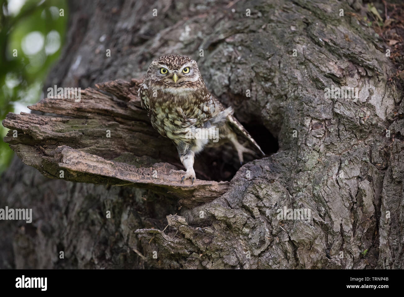 Steinkauz (Athene noctua) Stretching im Nest in einem Baum Stockfoto