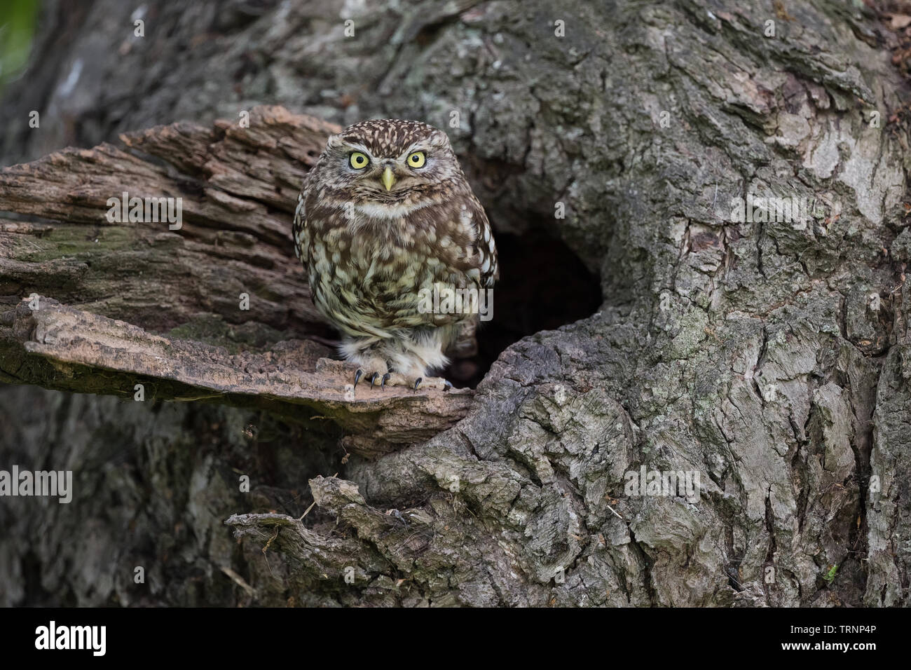 Steinkauz (Athene noctua) am Nest in einem Baum Stockfoto