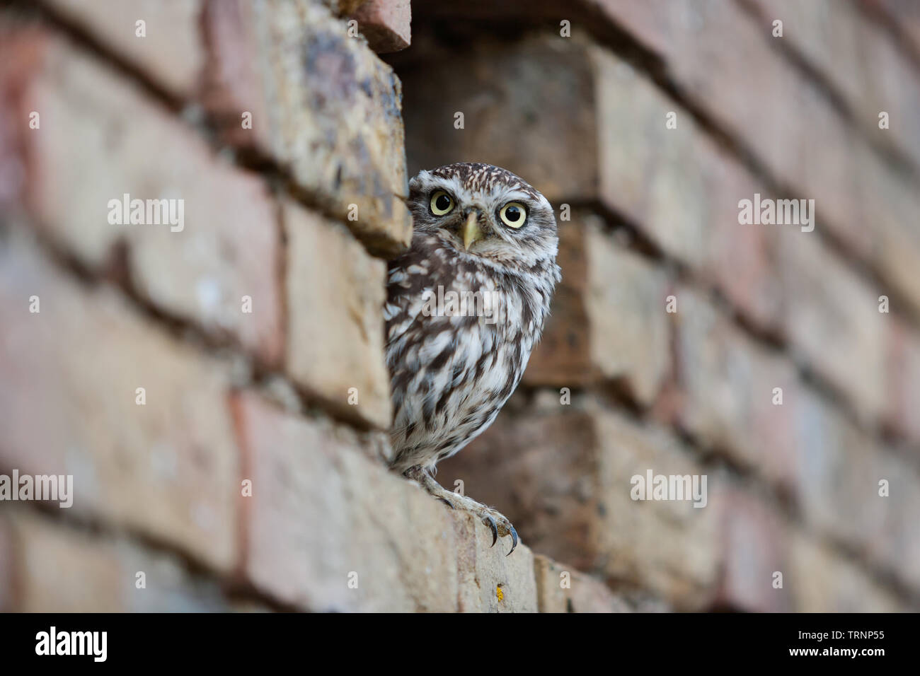 Steinkauz (Athene noctua) aus einem Loch in einer Wand suchen Stockfoto