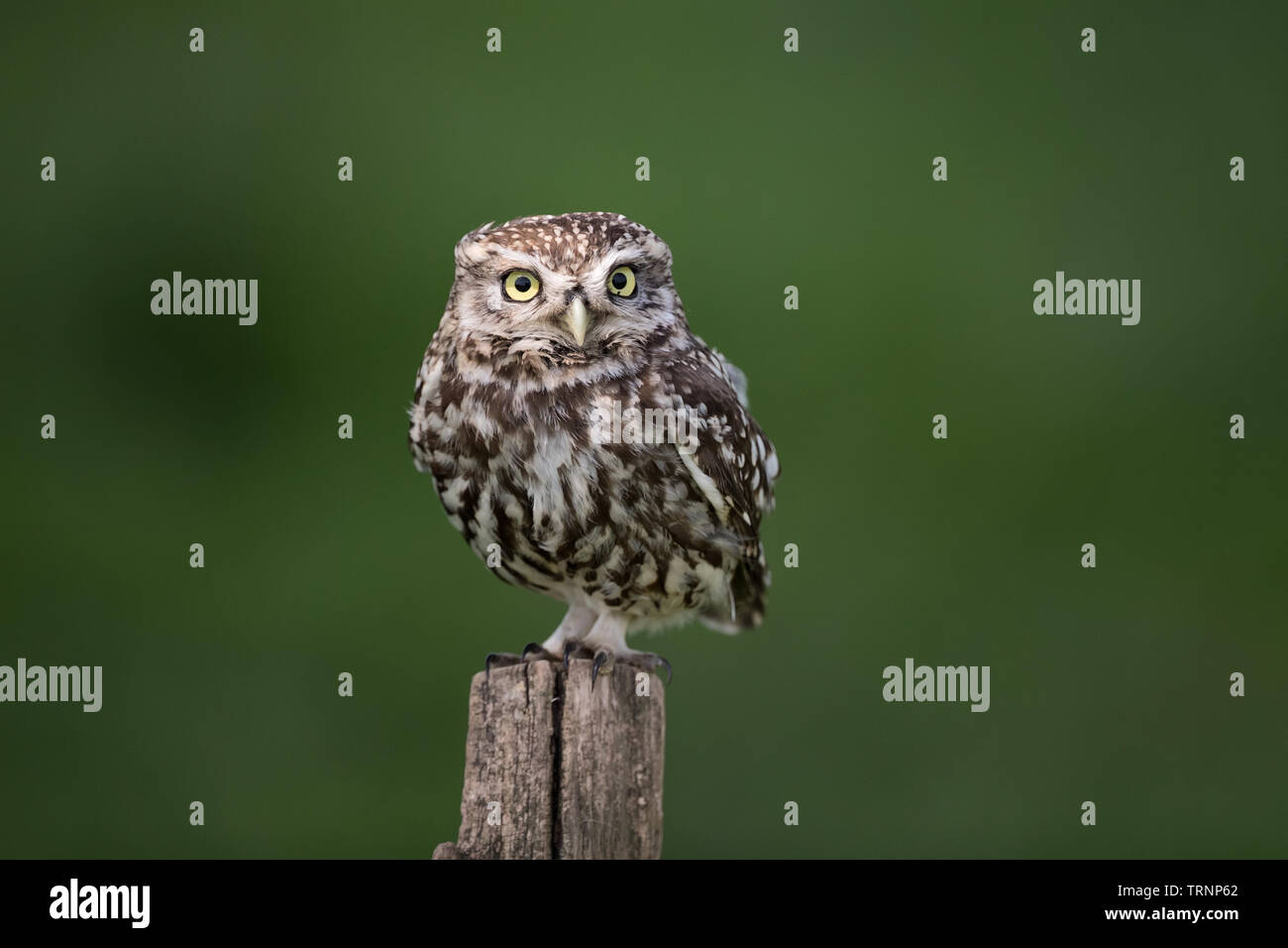 Steinkauz (Athene noctua) hocken, sitzen auf einem Pfosten Stockfoto