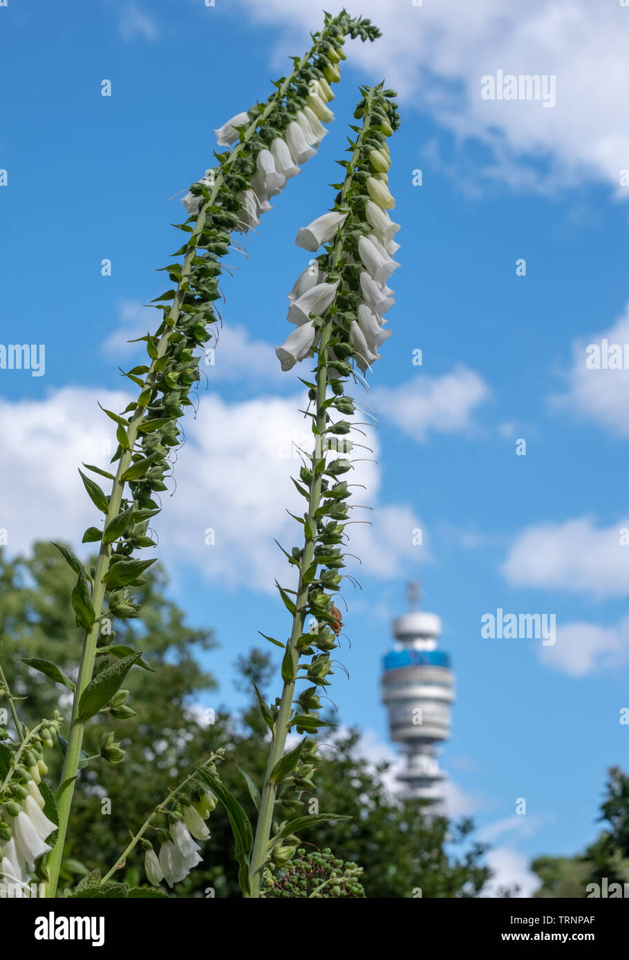 Iconic BT Tower von der BT-Gruppe, von Park Square und Park Crescent Gärten gesehen. Während die Londoner offenen Garten fotografiert Quadrate Wochenende Stockfoto