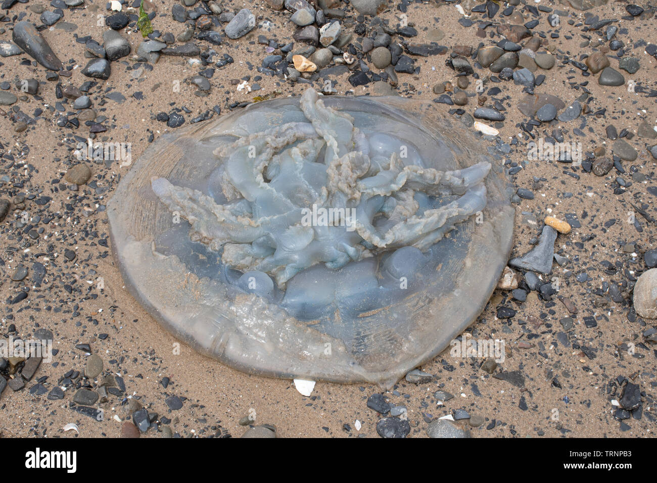 Die Quallen am Strand von Saundersfoot, Pembrokeshire, Wales gestrandet Stockfoto