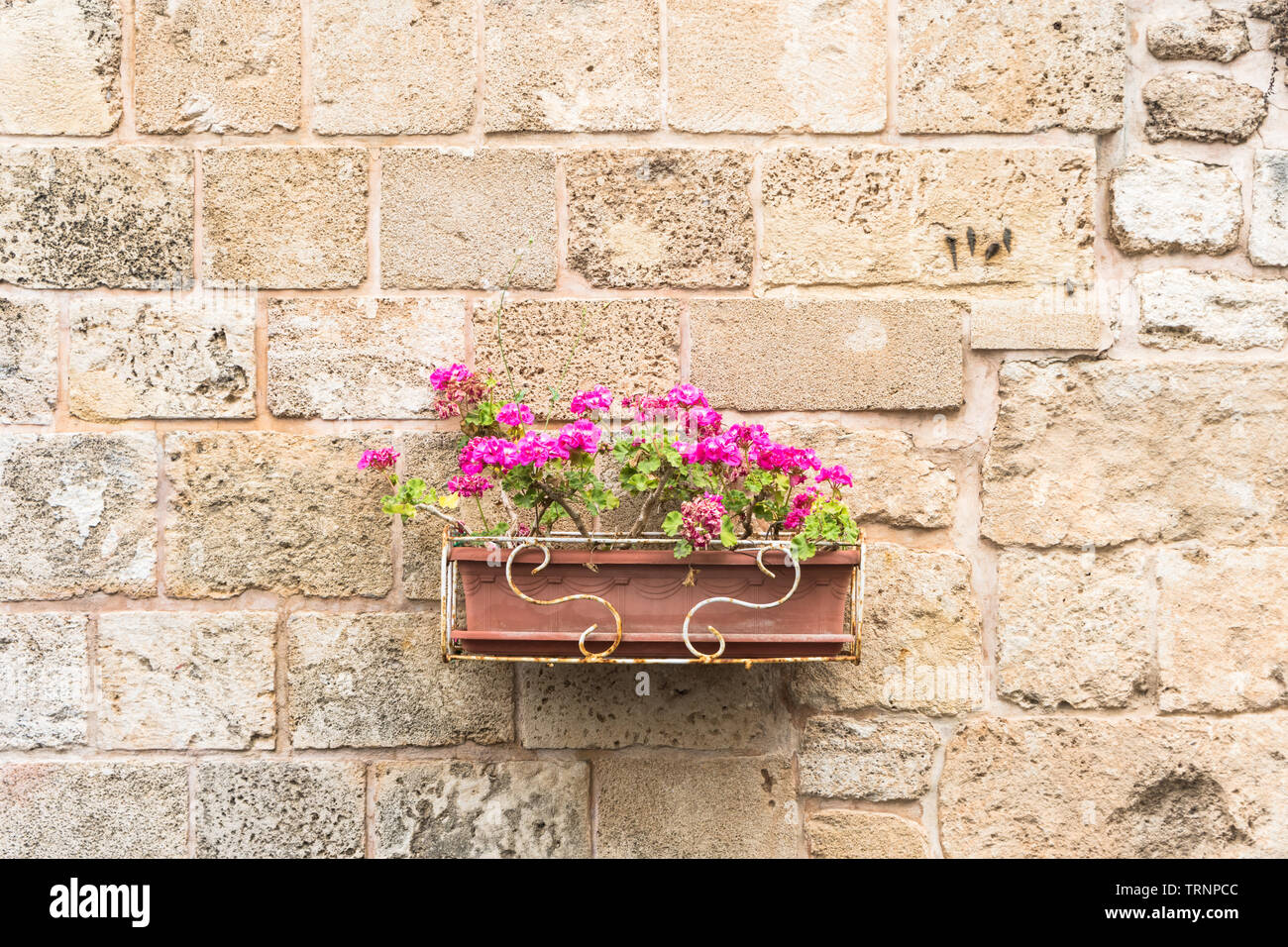 Rosa Blüten im Freien Kunststoff Pflanzmaschine gegen einen normalen alten Steinmauer Stockfoto