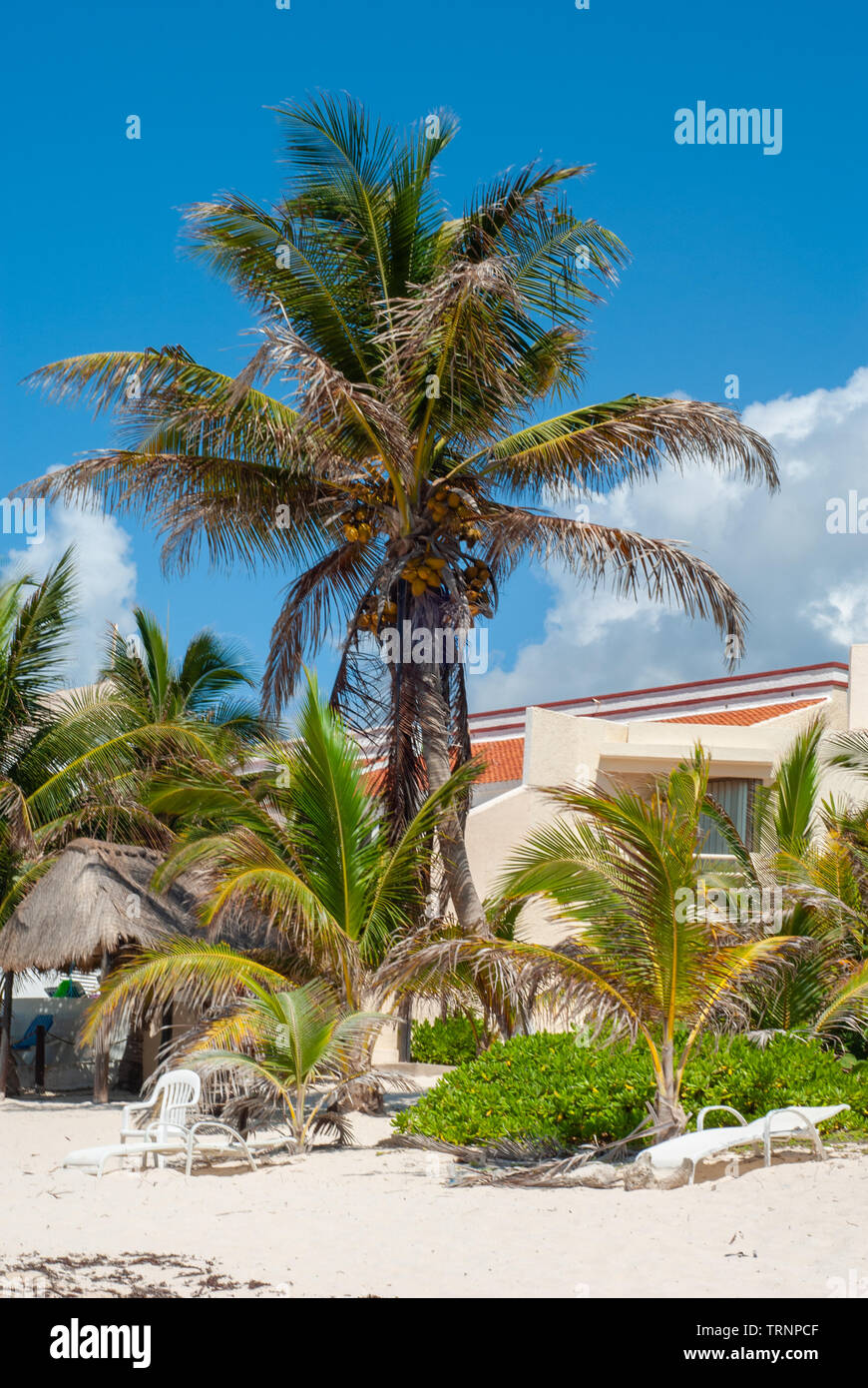 Kokosnuss Palmen am Strand von Tulum, in der mexikanischen Halbinsel Yucatan Stockfoto