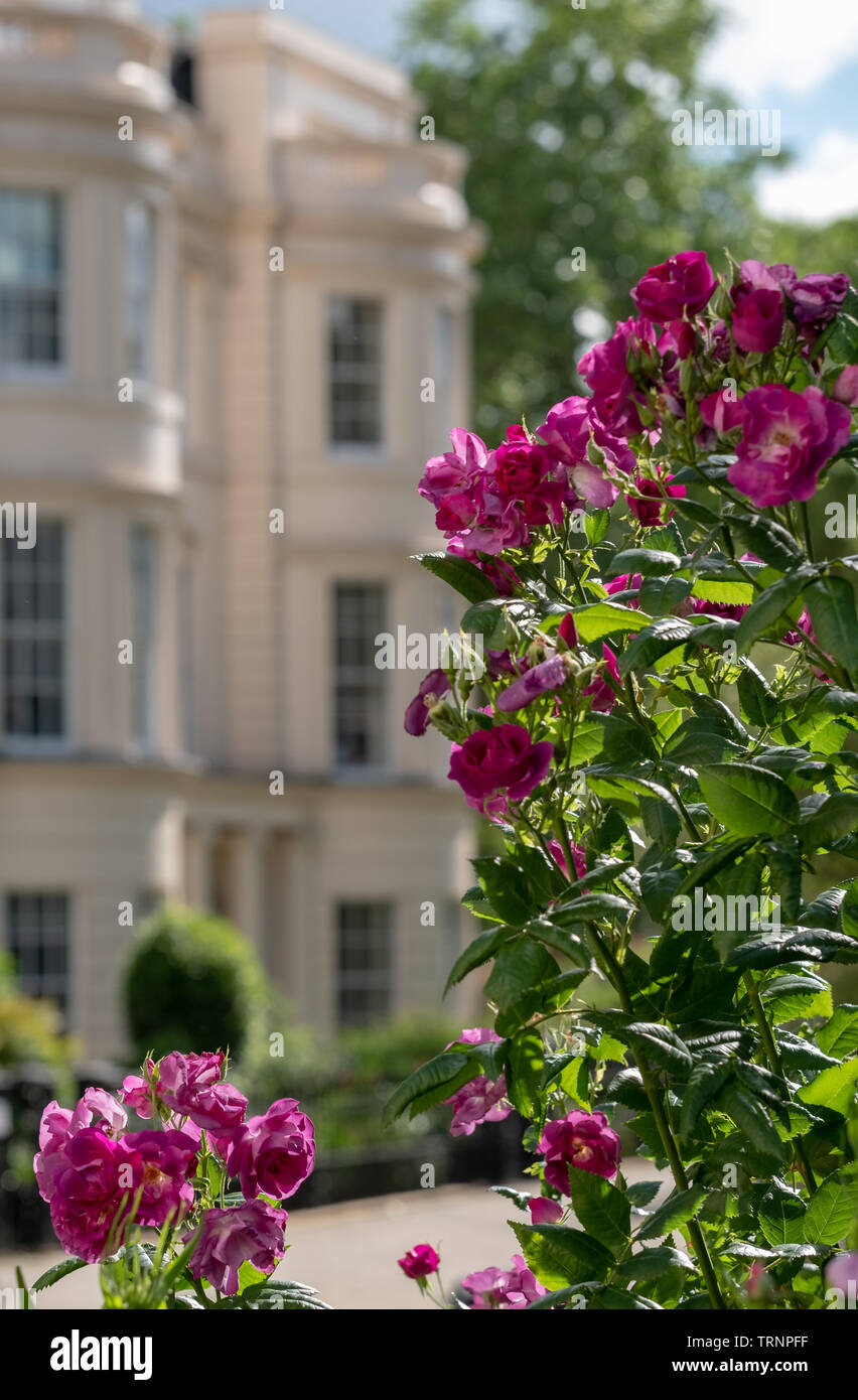 In der Nähe von rosa/lila Blüten mit medizinischen Eigenschaften im Garten an der königlichen Hochschule der Ärzte, London UK. Stockfoto