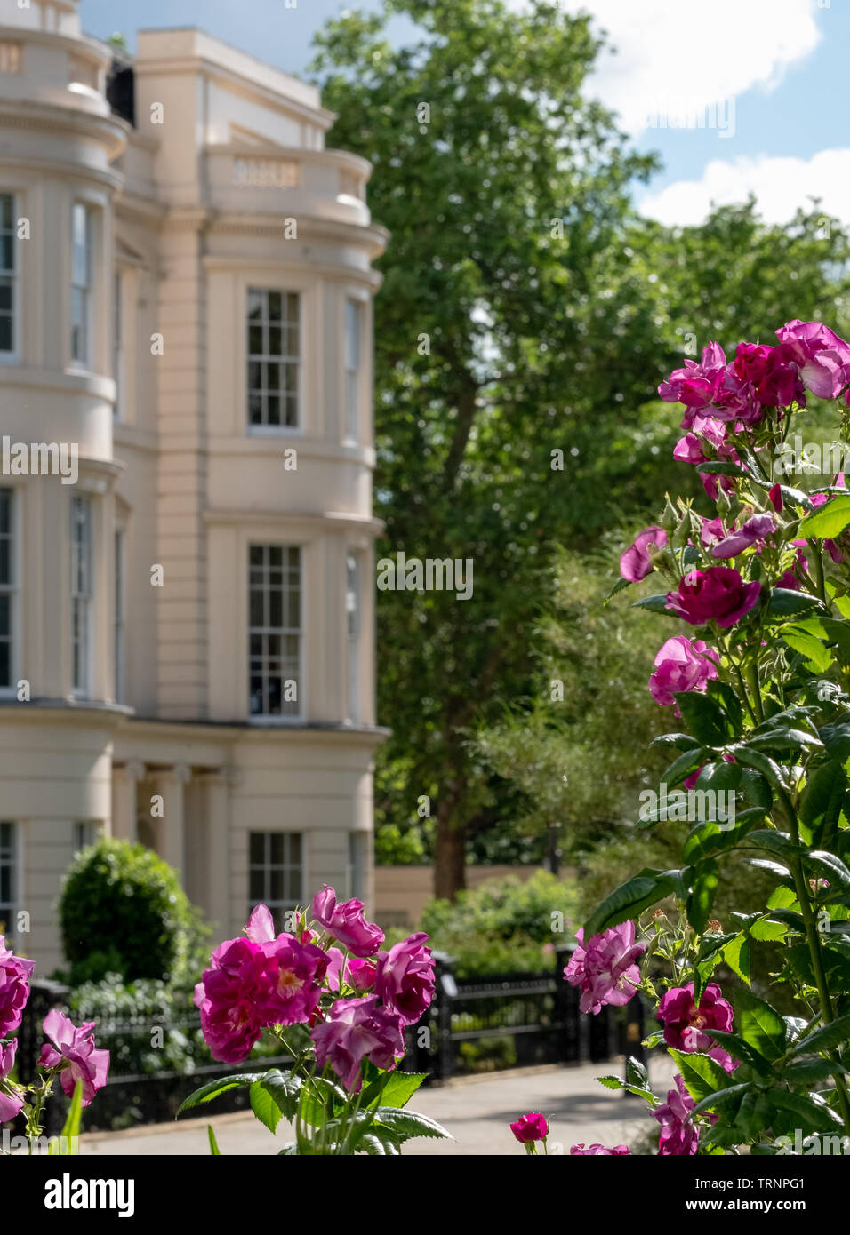 In der Nähe von rosa/lila Blüten mit medizinischen Eigenschaften im Garten an der königlichen Hochschule der Ärzte, London UK. Stockfoto