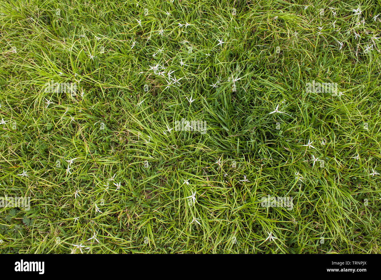 Desktop-Hintergrund, Gras oder grüne Wiese Stockfoto