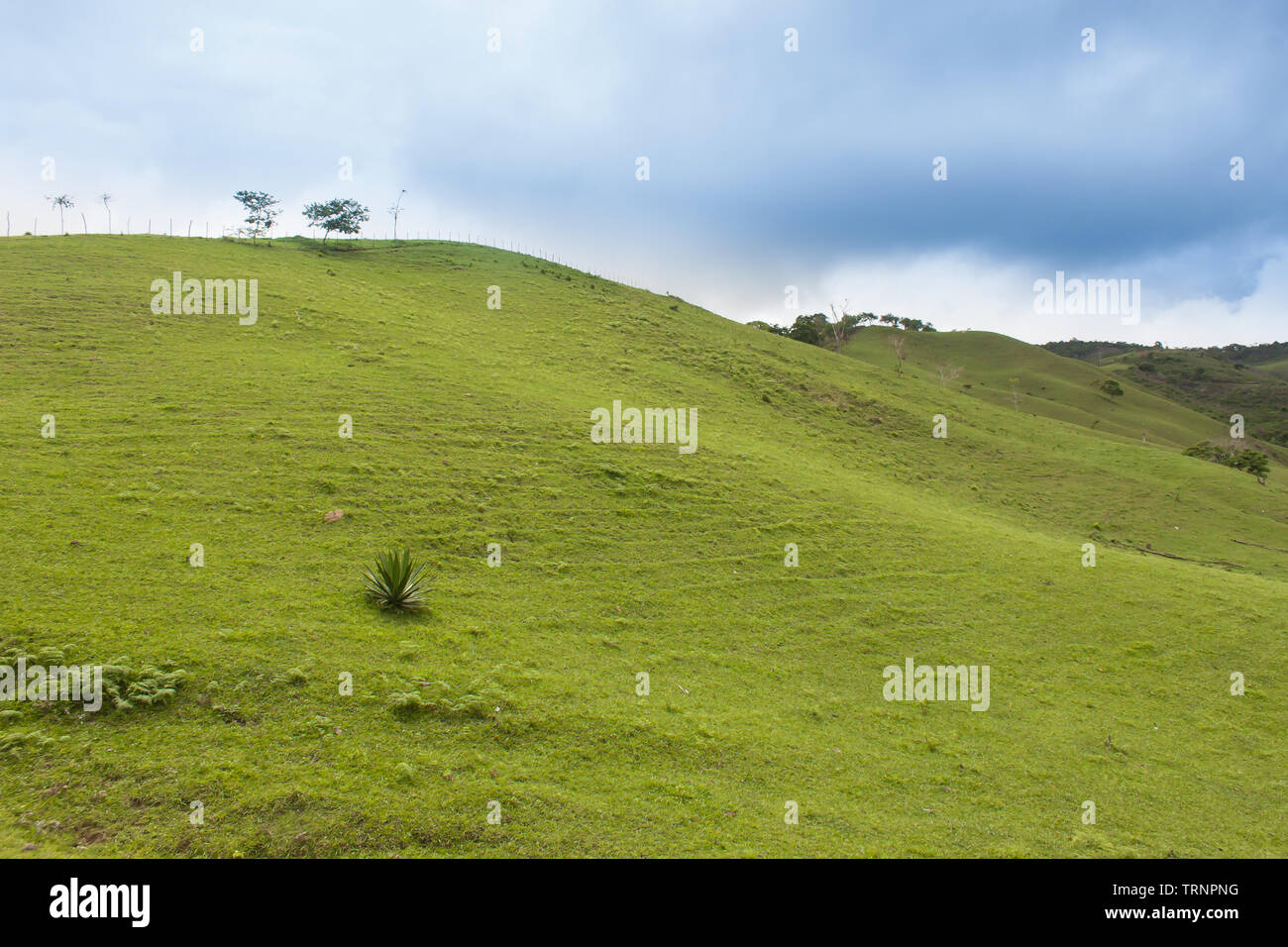 Desktop-Hintergrund, Berggras oder grüne Wiese Stockfoto
