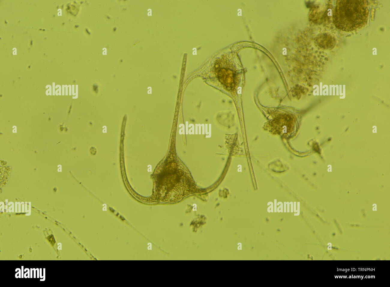 Die Gattung umfasst Ceratium Spezies Süßwasser und marine Dinoflagellaten. Die meisten Arten von ceratium sind einzellige Organismen, die charakterisieren Stockfoto