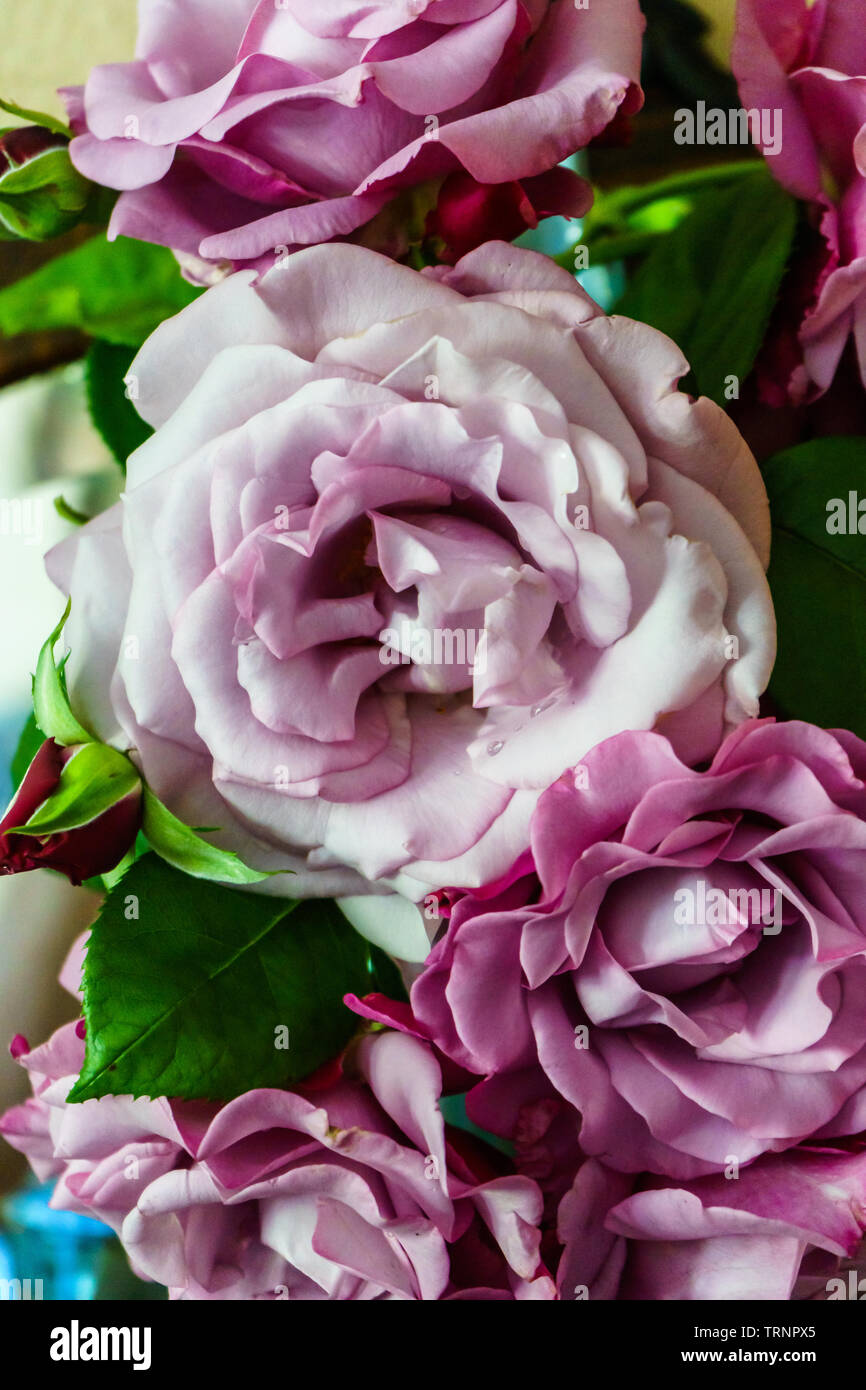 Lila Neptun Rose Stockfoto