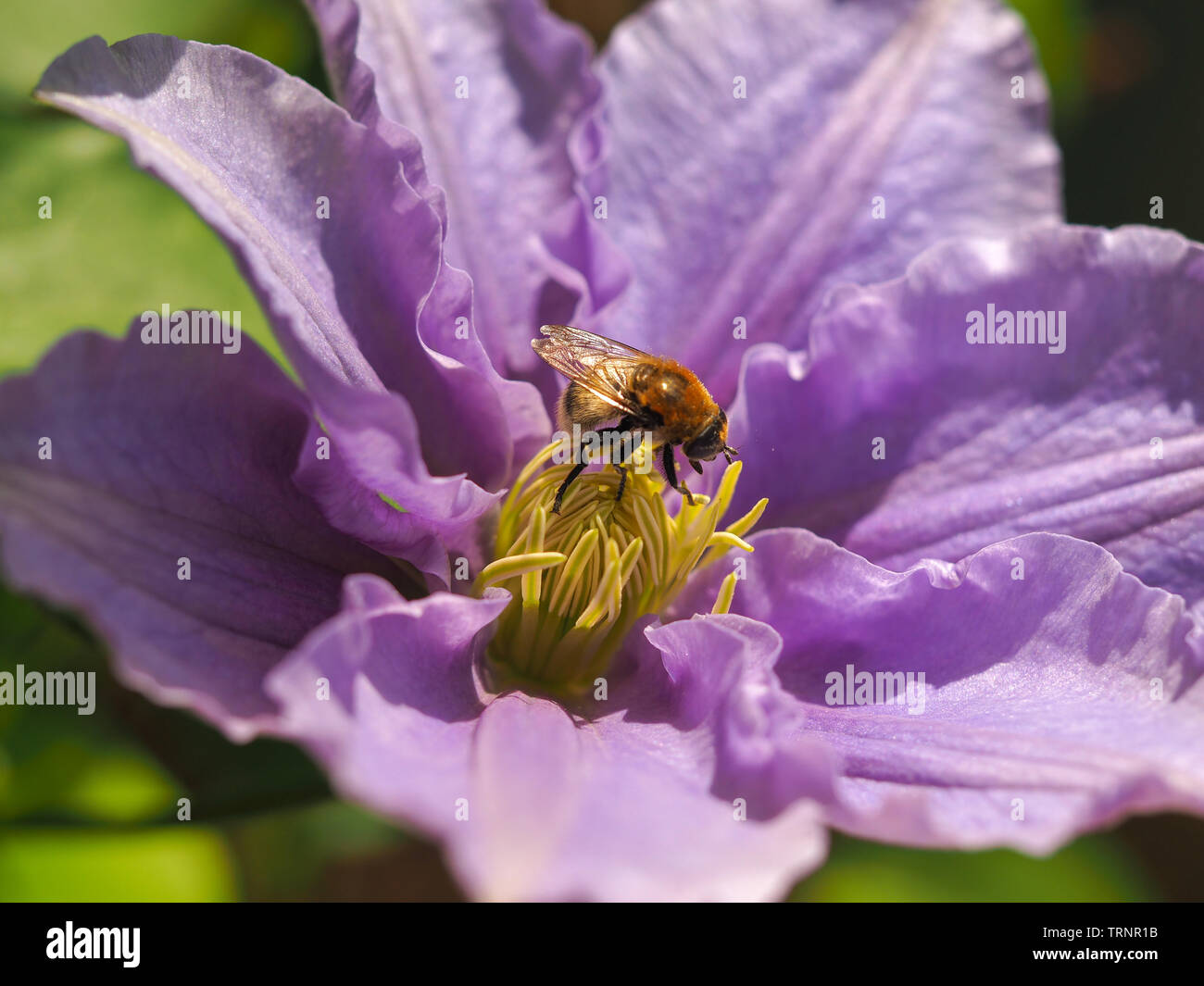 Honey Bee Pollen sammeln auf einem schönen violetten Clematis Blume, Vielzahl Zara Stockfoto