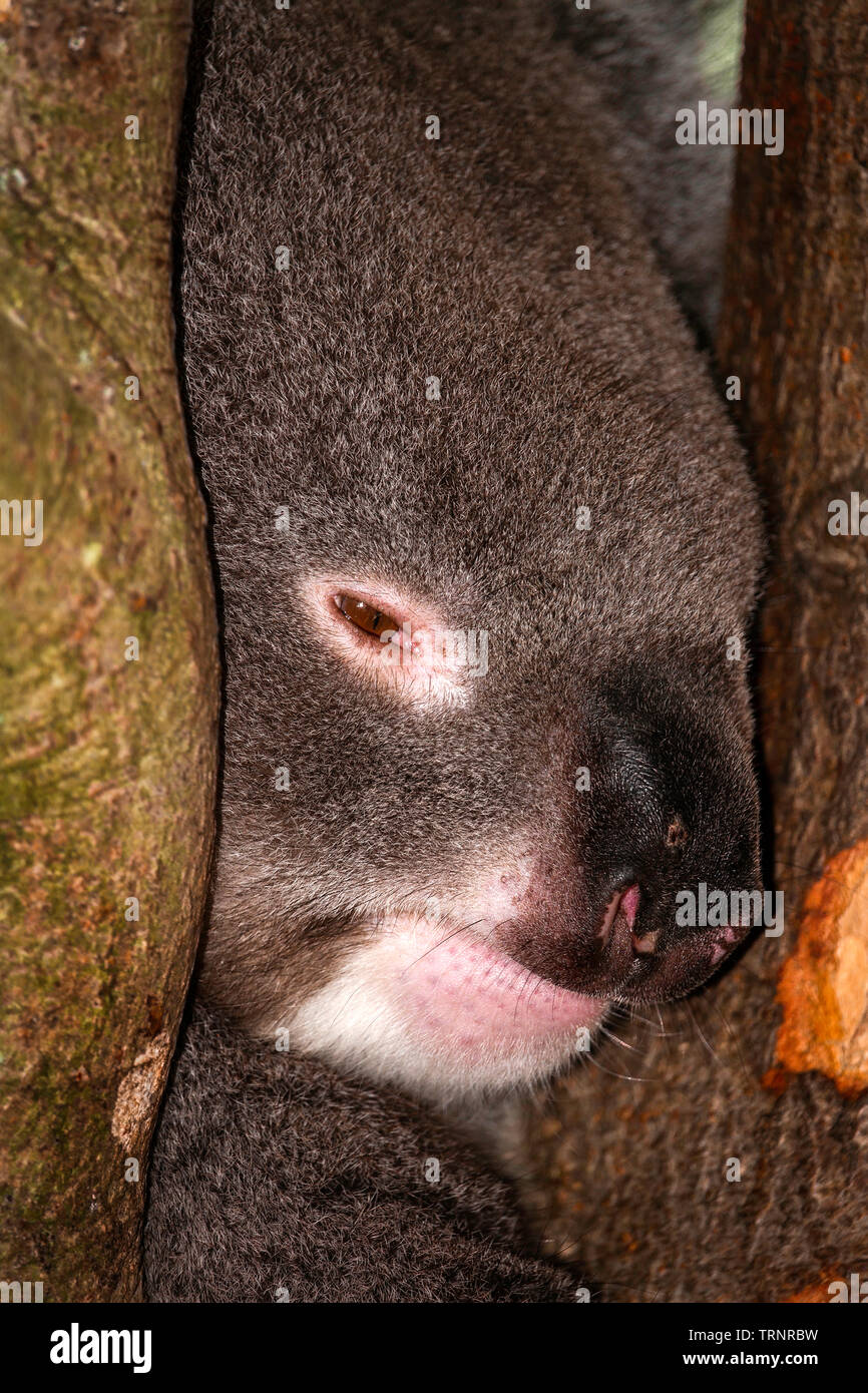 Koala Creek in Longleat Safari Park, Großbritannien Stockfoto