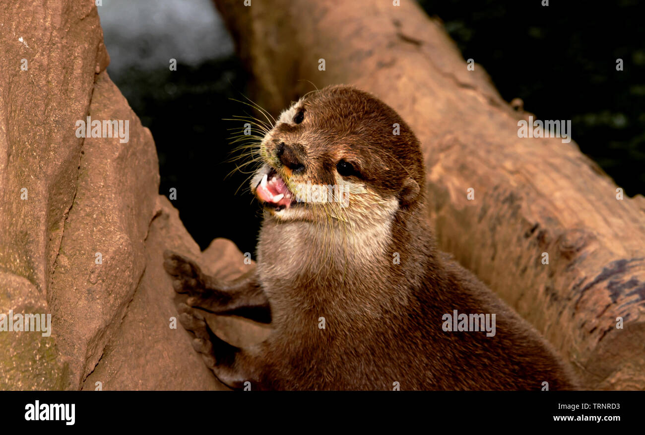 Kleine Otter bei Tropiquaria Zoo Stockfoto