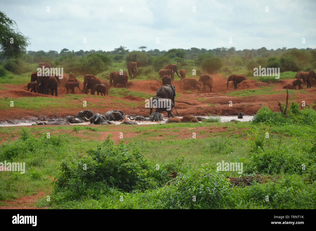 Rote Elefant Herde in Badewanne im Wasser Loch in Tsavo West Kenia Safari Afrika Stockfoto