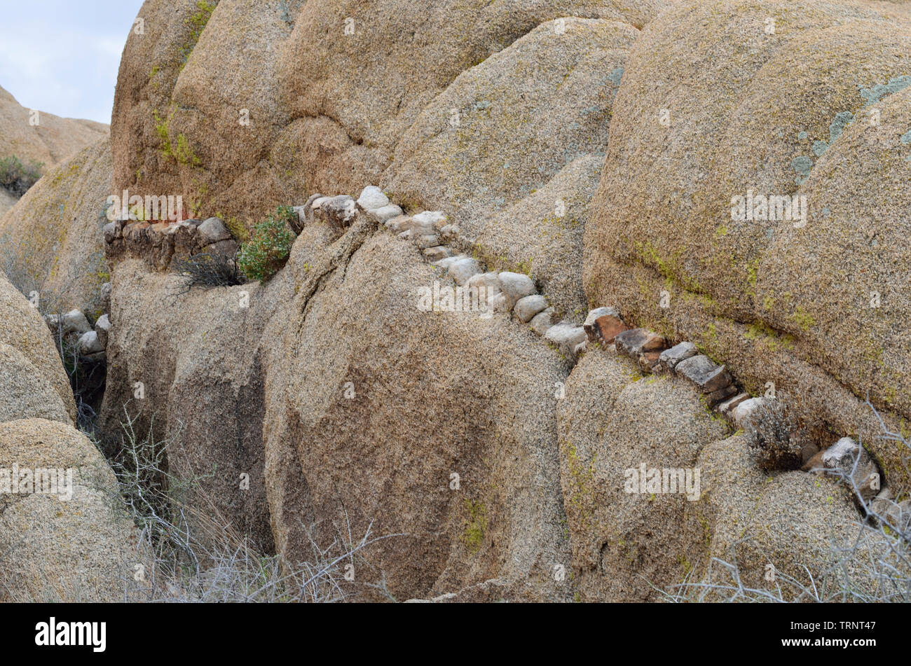 Monzogranite rock mit Aplitic Vene (aufdringliche Eruptivgestein), Jumbo Rocks, Joshua Tree National Park, CA, USA 180312 7348 Stockfoto
