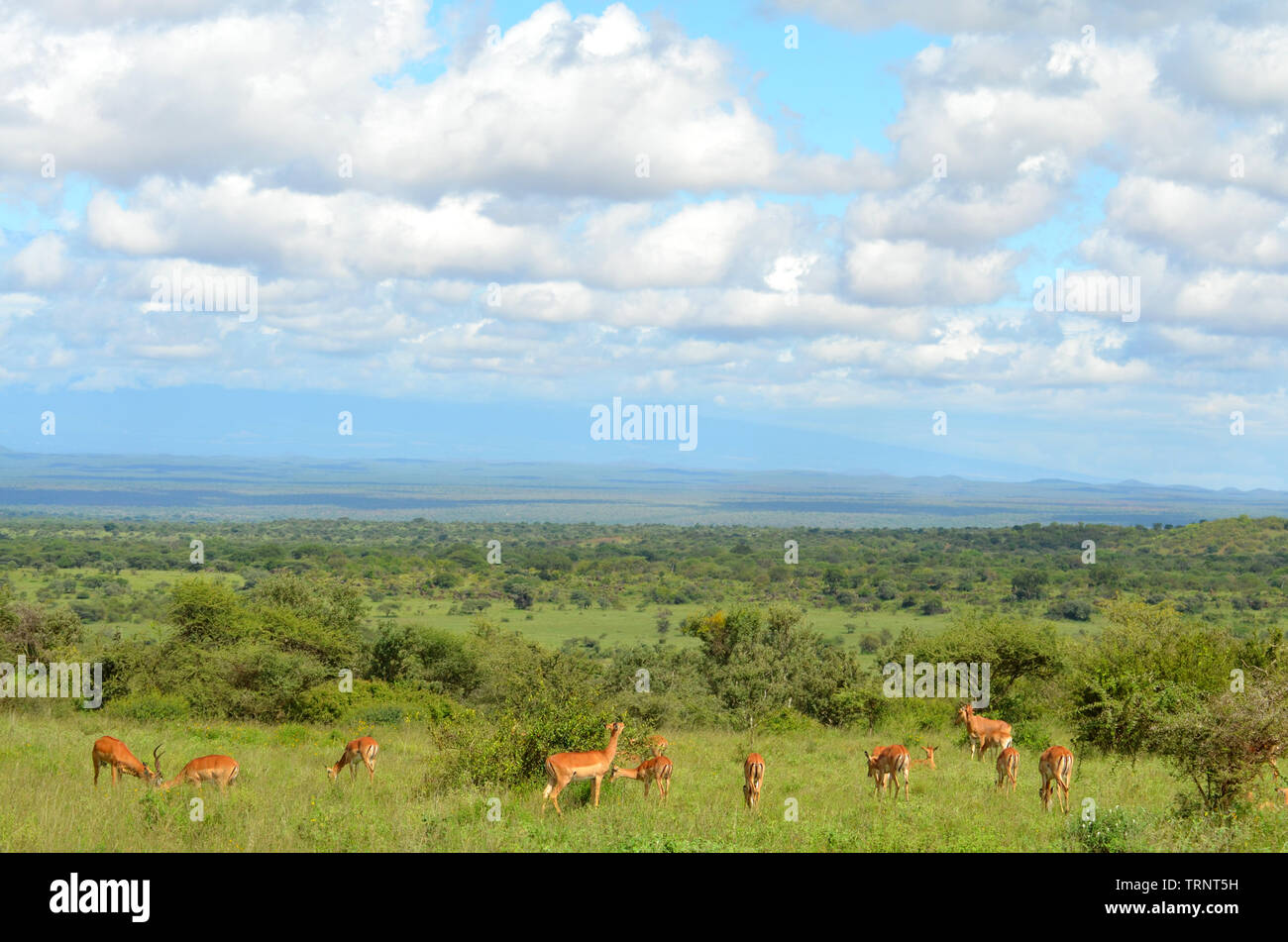 Kenia Safari Afrika Acai Bäume Amboseli Tsavo West Landschaft Stockfoto
