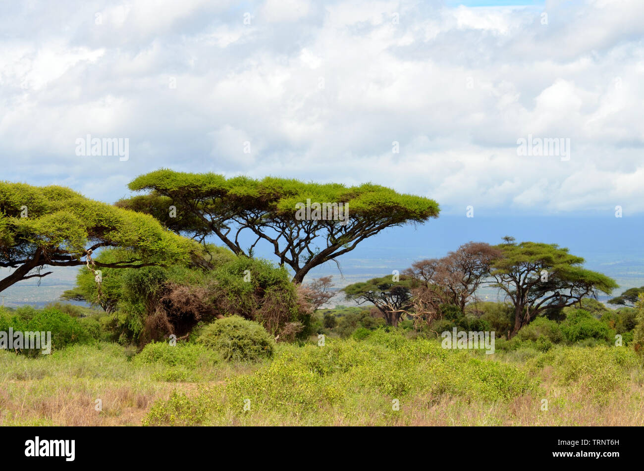 Kenia Safari Afrika Acai Bäume Amboseli Tsavo West Landschaft Stockfoto