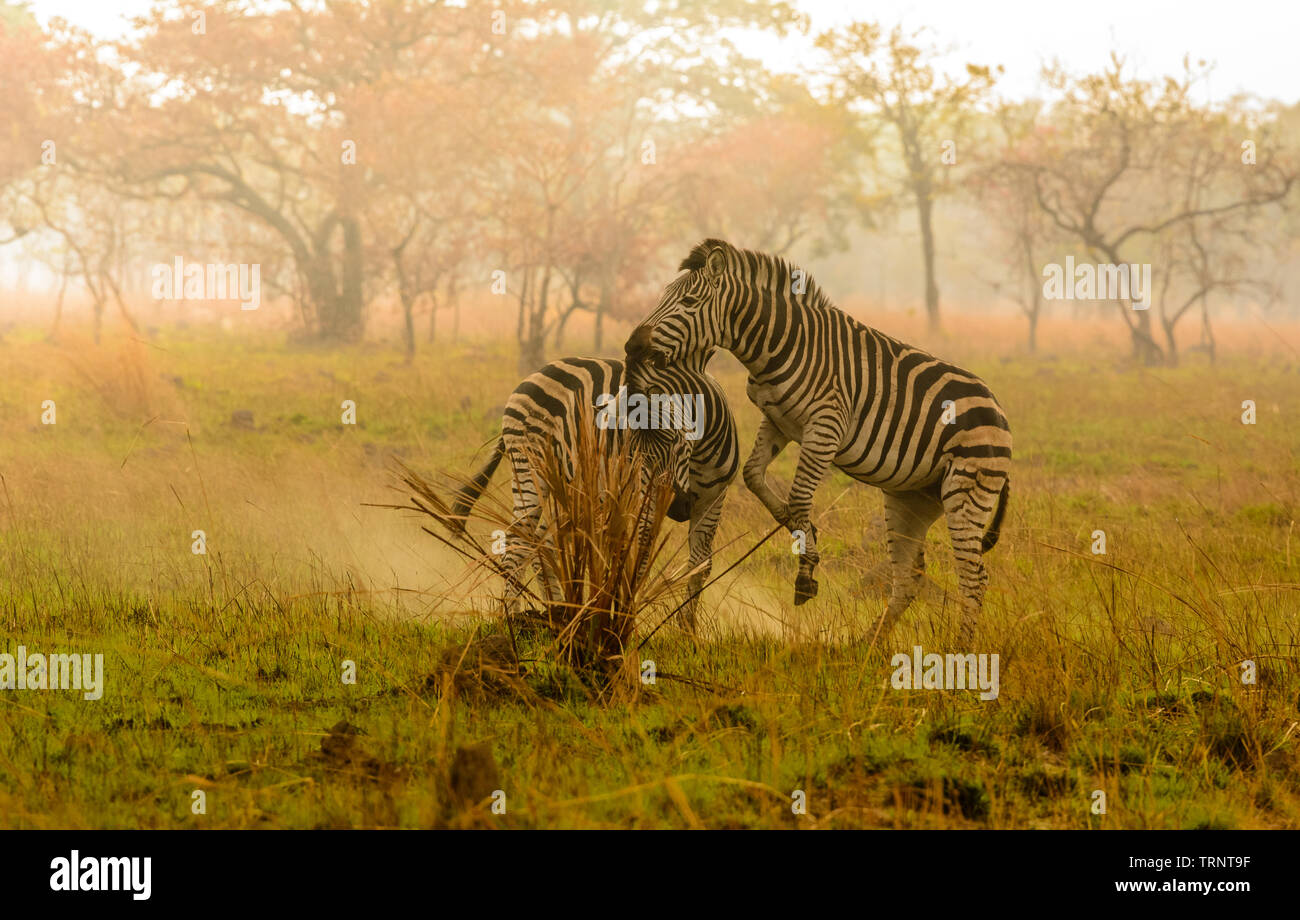 Zwei männliche Zebra kämpfen in Malawi Stockfoto