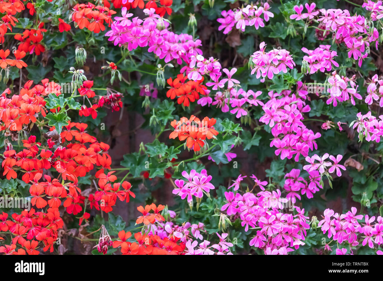 Garten Anlage Mit Mehrfarbig Rot Und Lila Blumen An Einem Sonnigen Fruhlingstag Common Name Gilliflower Stockfotografie Alamy