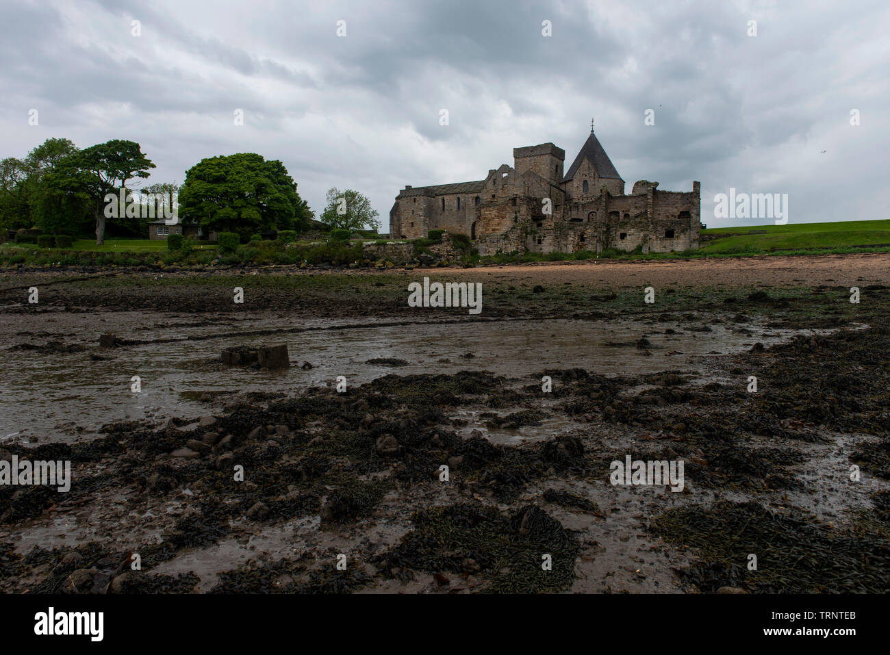 Samstag, 8. Juni 2019: inchcolm Insel in der Firth-of-Forth, Schottland. Stockfoto