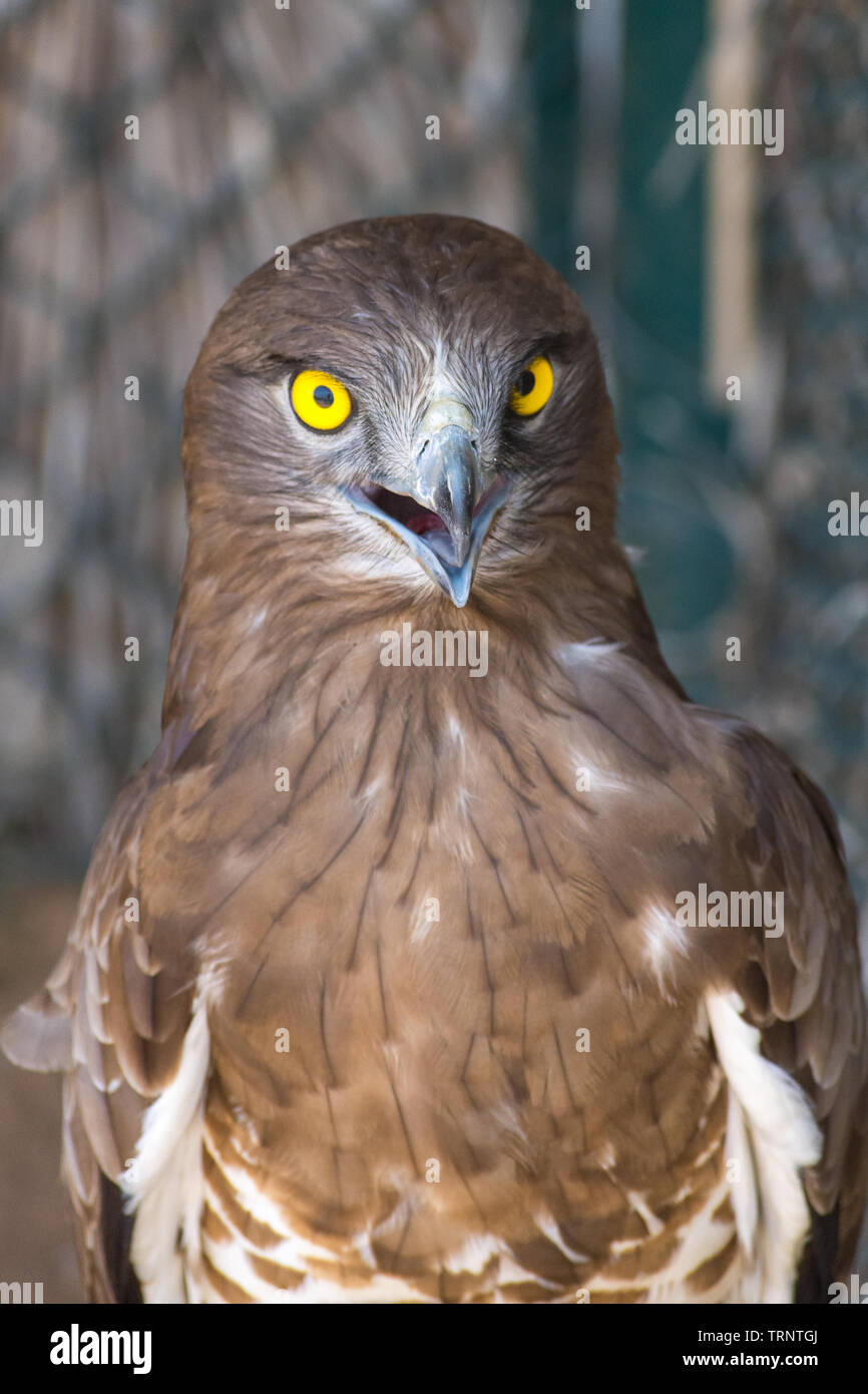 Die short-toed Schlangenadler (Circaetus gallicus), auch als short-toed eagle bekannt, schließen, bis sie gestochen scharfe, klare, gelbe Auge. und Feder detail. Stockfoto