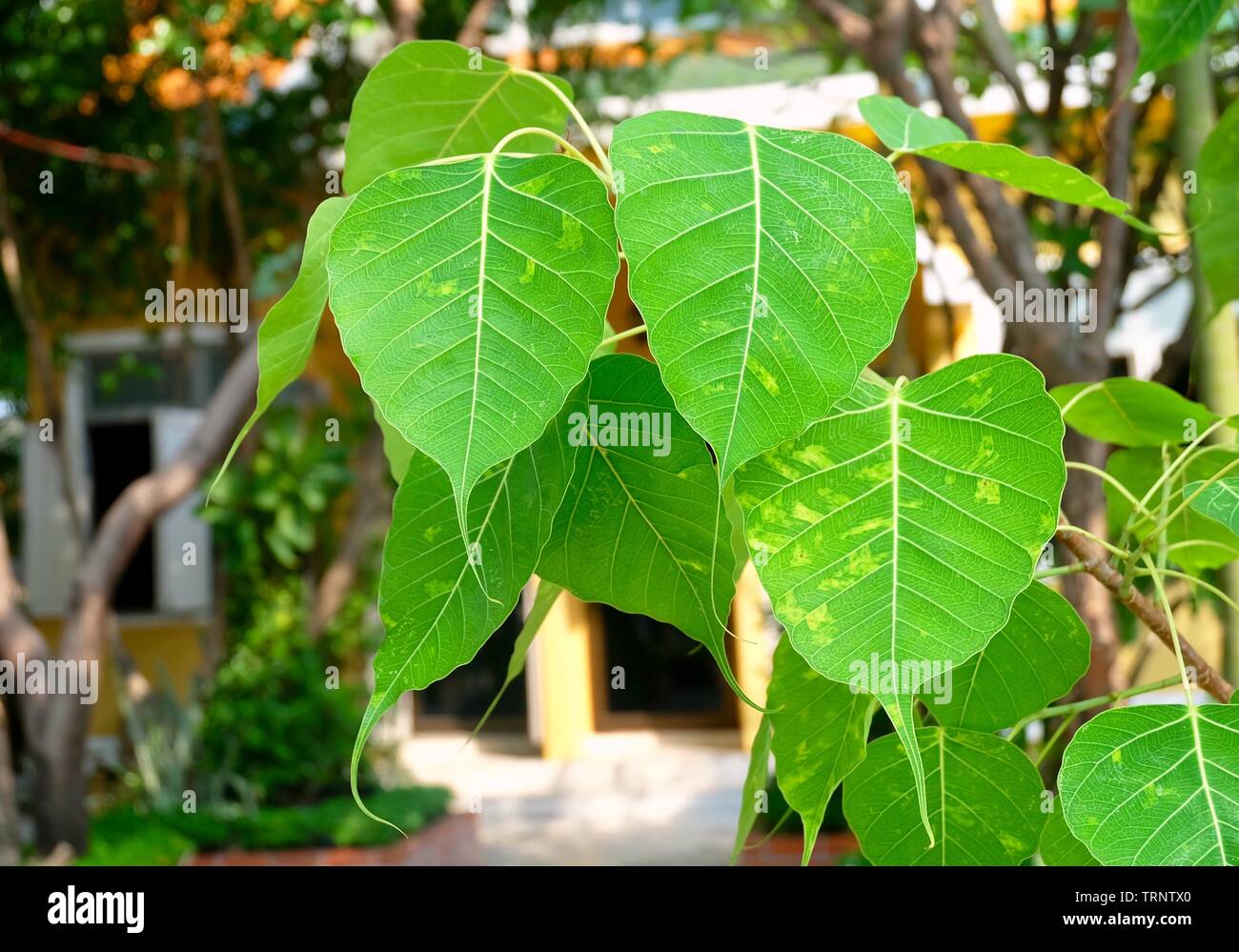 In der Nähe von Heiligen Bild, Bodhi Baum oder Ficus Religiosa in einem