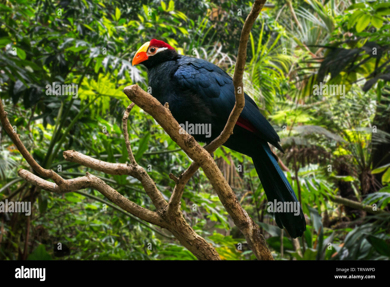 Violett turaco/Farbton an wegerich Esser (Musophaga violacea) Native nach Westafrika Stockfoto