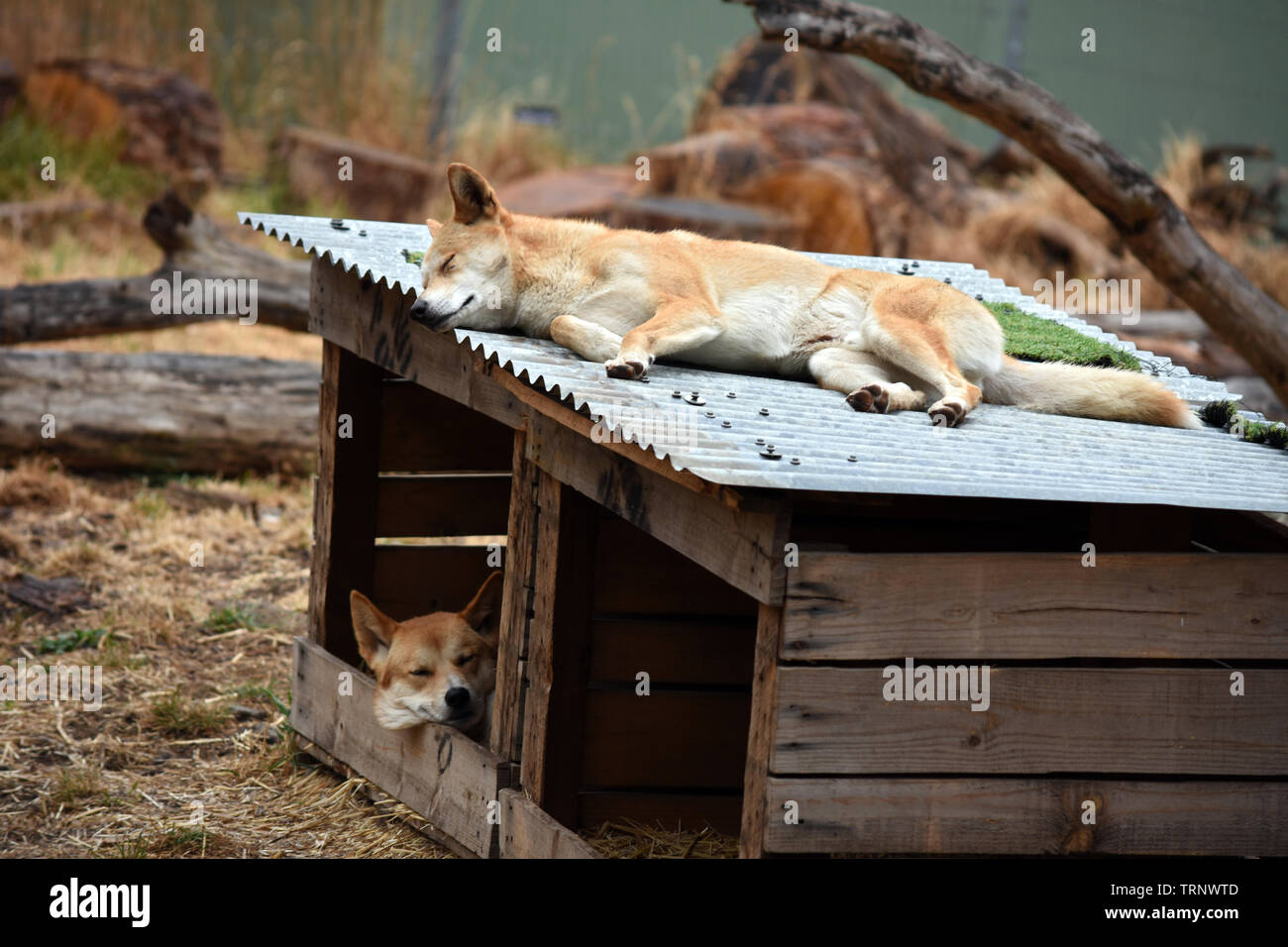 Schlafen Dingos in einer Hundehütte im Cleland Wildlife Park, Adelaide, South Australia, SA, Australien Stockfoto