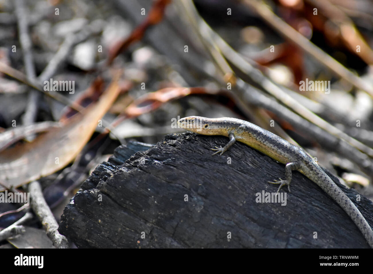 Australische Wald Skink sitzen auf Holz bei Belair-Nationalpark, Adelaide, South Australia, Australien Stockfoto