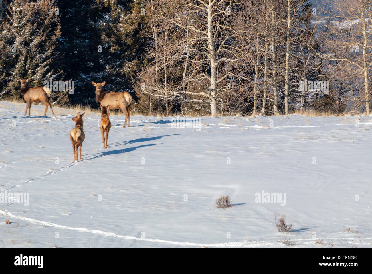 Herde von Elk suchen nach Essen in den tiefen Schnee nach der Bombe Cyclone begräbt Colorado. Stockfoto