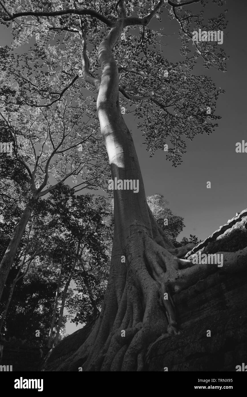 Giant tree (tetrameles nudiflora) wächst aus einer Wand im dritten Gehäuse, Ta Prohm, Angkor, Siem Reap, Kambodscha. Schwarz und Weiss Stockfoto