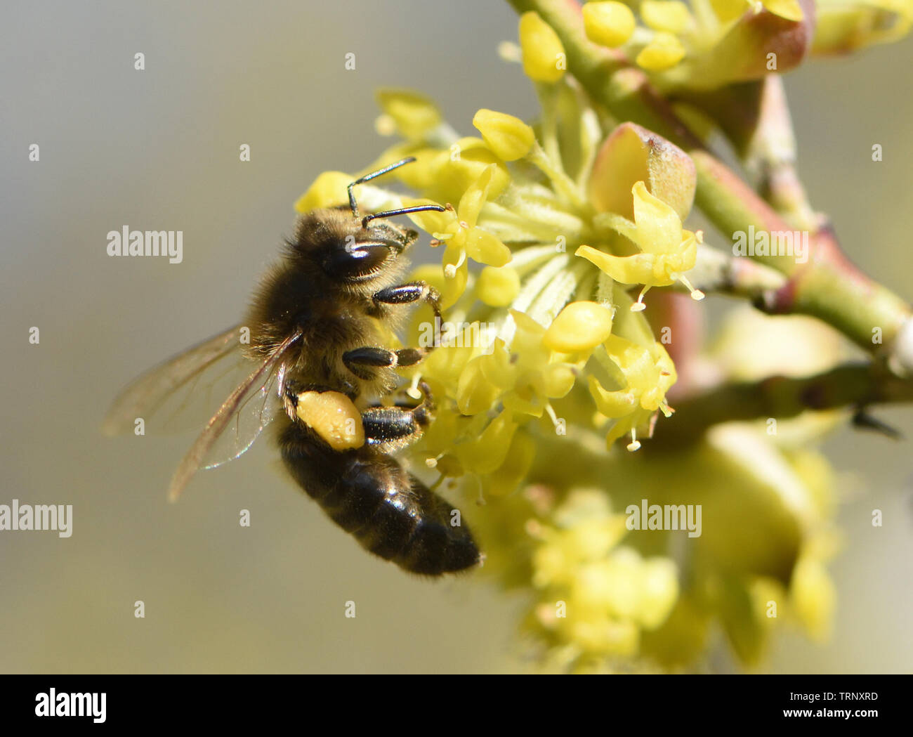 Ein ungewöhnlich frühen Honigbiene (Apis mellifera) im Februar mit voller Pollen-körbe auf frühen Carneol Kirsche (Cornus Mas) Blüten Pollen sammeln Stockfoto