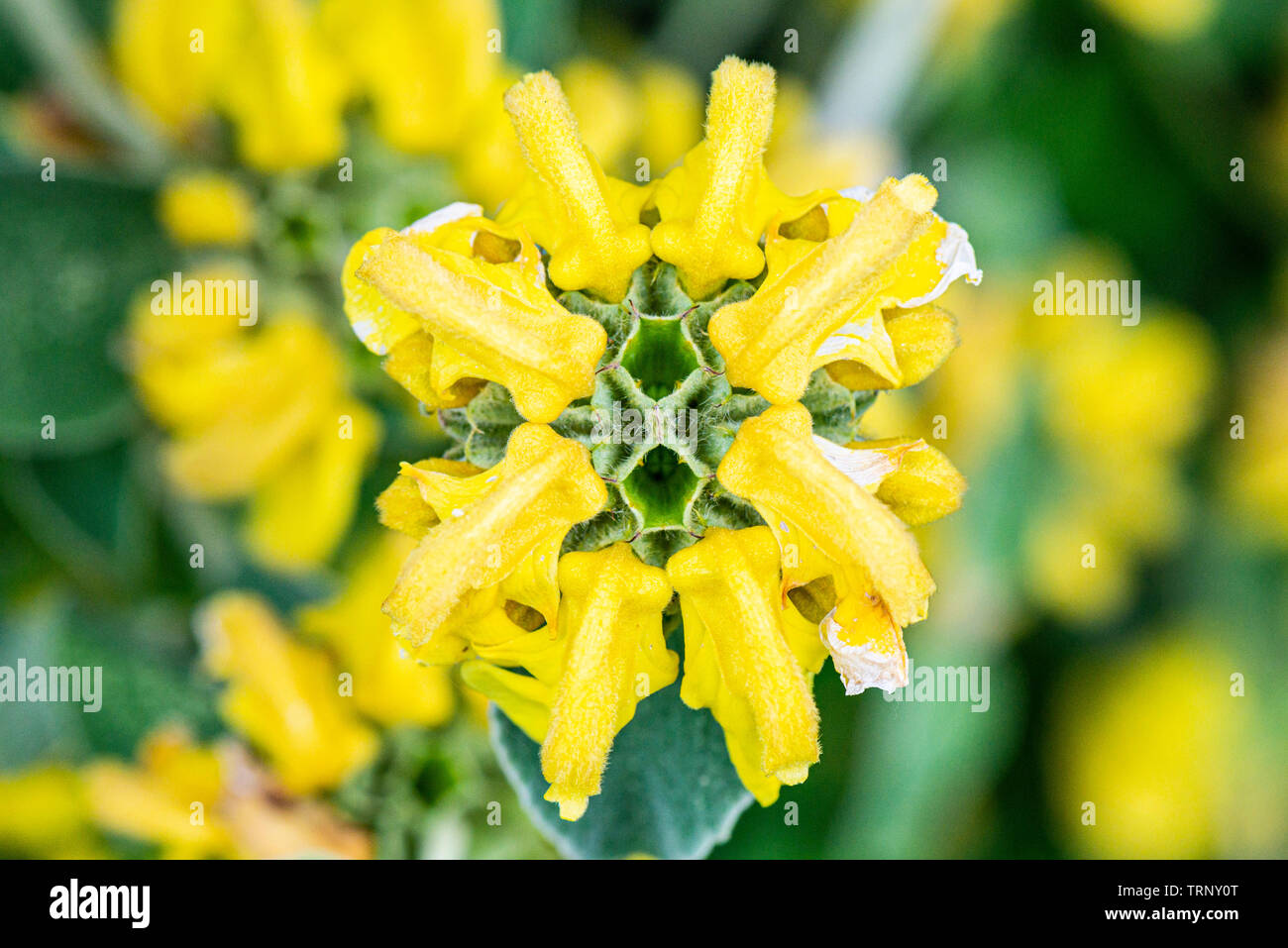 Die Blumen einer Jerusalem Salbei (Phlomis fruticosa) Stockfoto