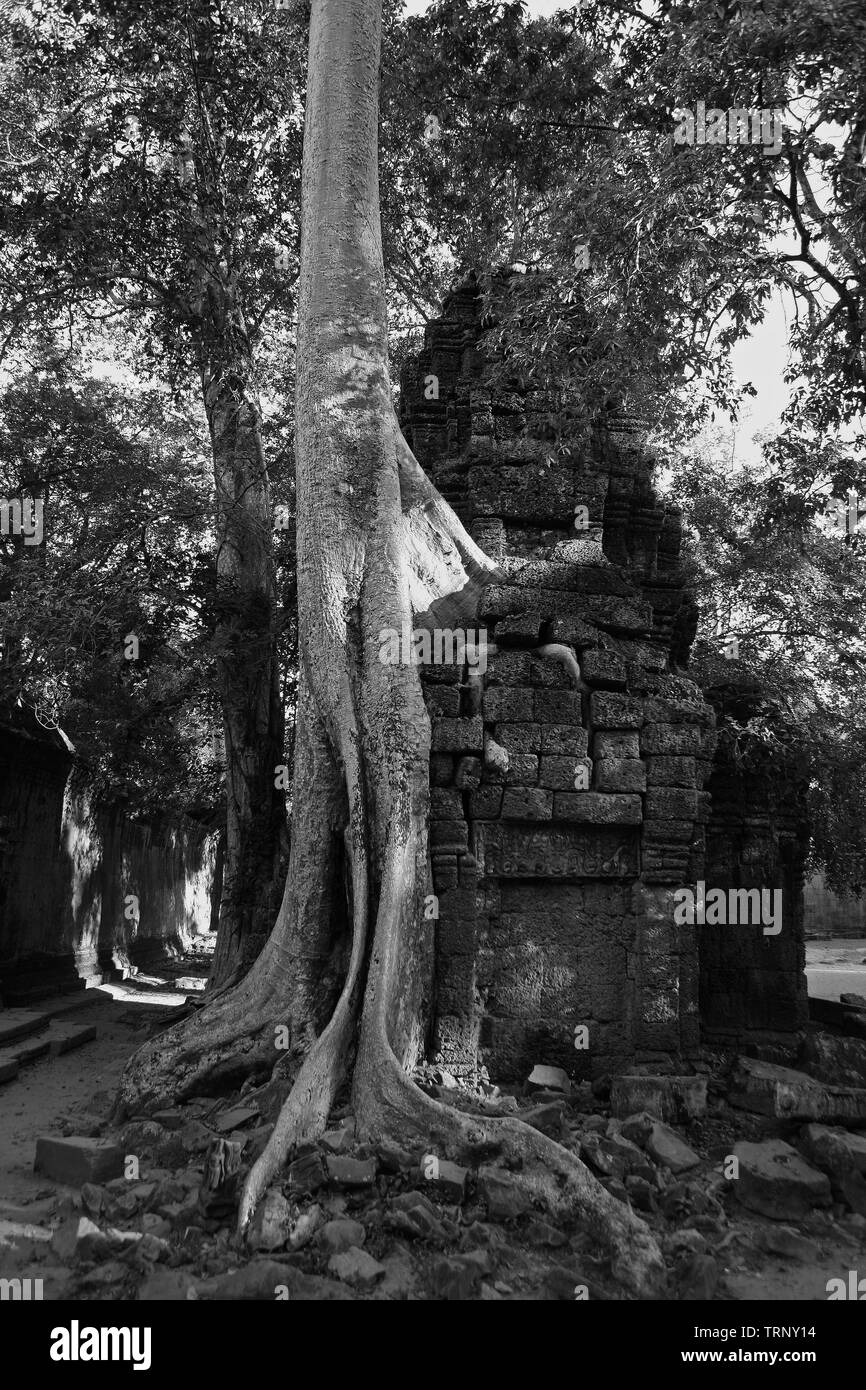 Das äußere Gehäuse, Ta Prohm, Angkor, Siem Reap, Kambodscha. Schwarz und Weiss Stockfoto