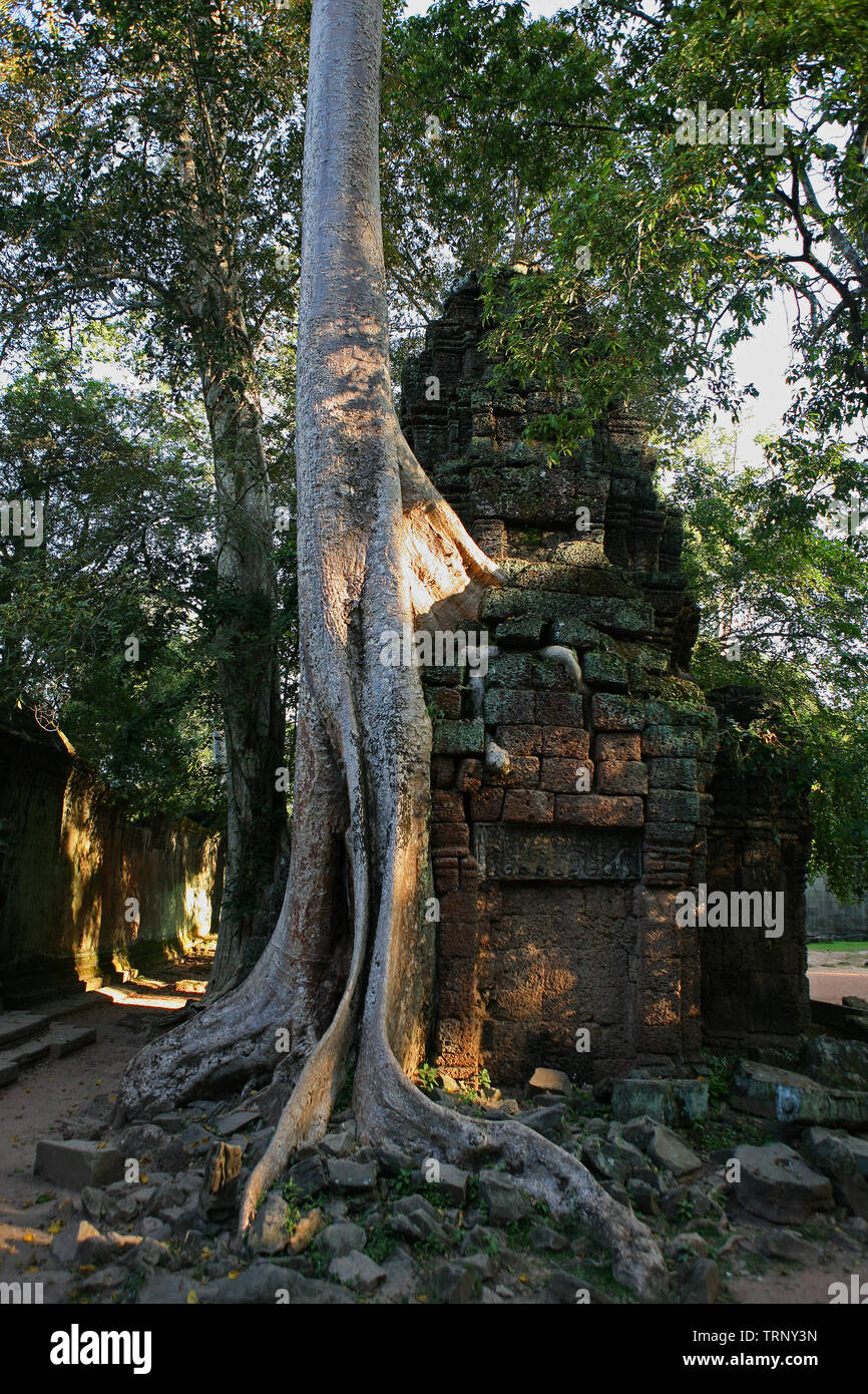 Das äußere Gehäuse, Ta Prohm, Angkor, Siem Reap, Kambodscha Stockfoto