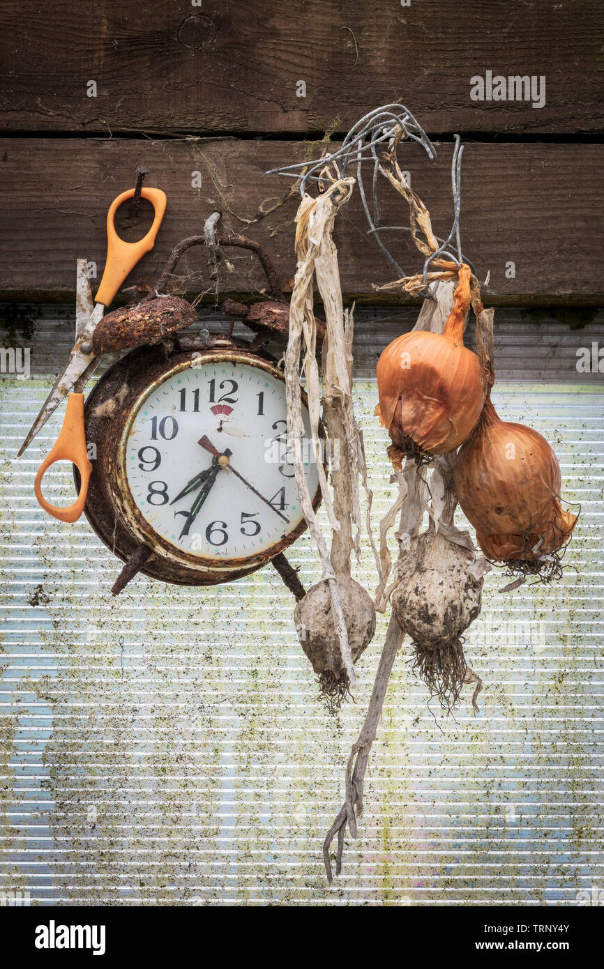 Verrotten Zwiebeln und Knoblauch, alte Schere und eine alte rostige, in einem Gartenhaus, Eglinton Züchter Kleingärten, Kilwinning, Ayrshire Stockfoto