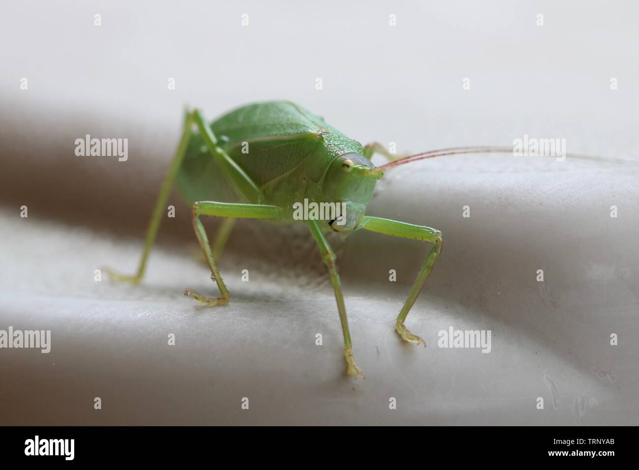 Makroaufnahme der vor einem Fuß Blatt insekt Stockfoto
