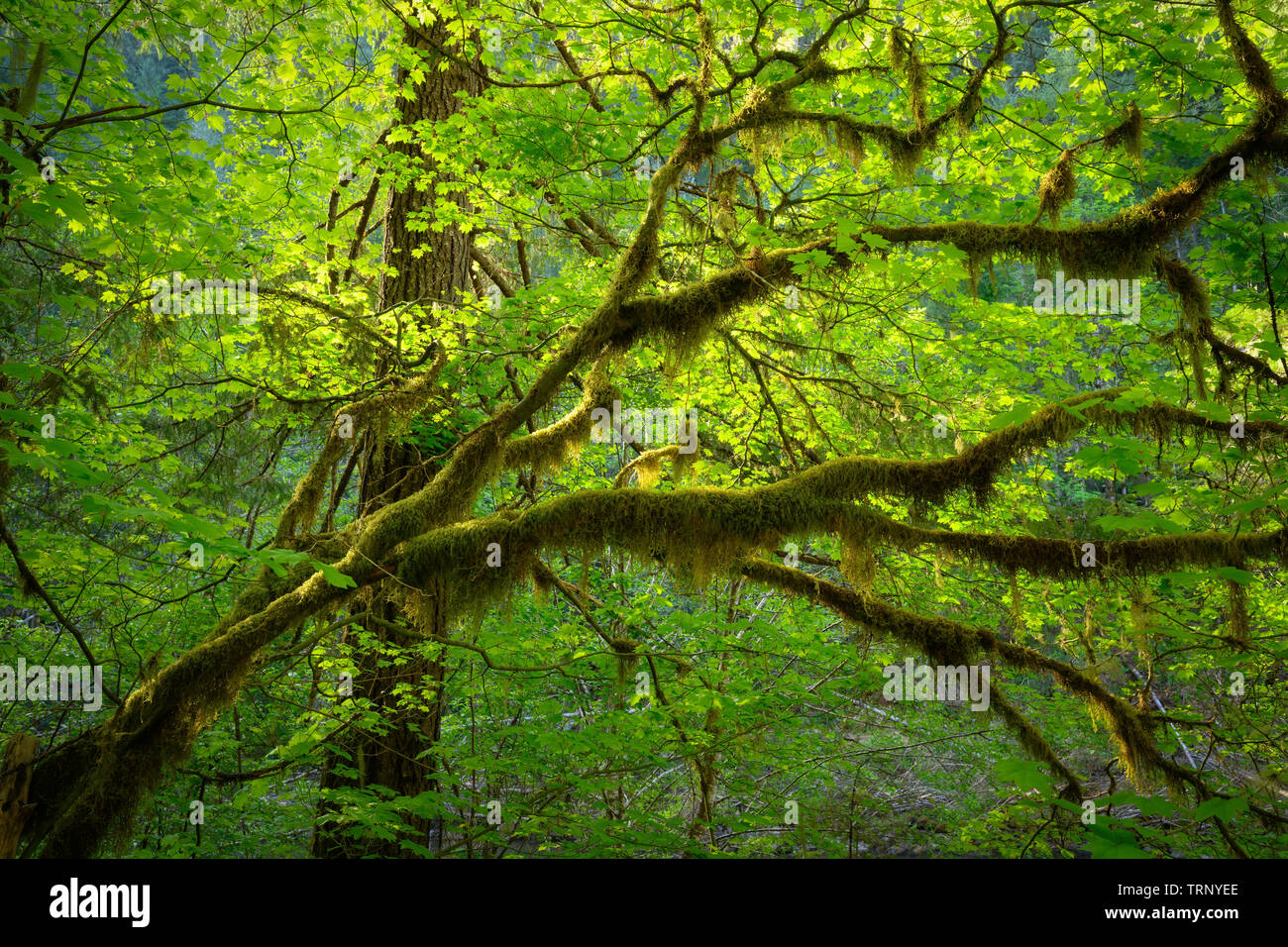 Weinstock Ahorn und Moos; North Fork Middle Fork des Willamette River, Cascade Mountains, Oregon. Stockfoto