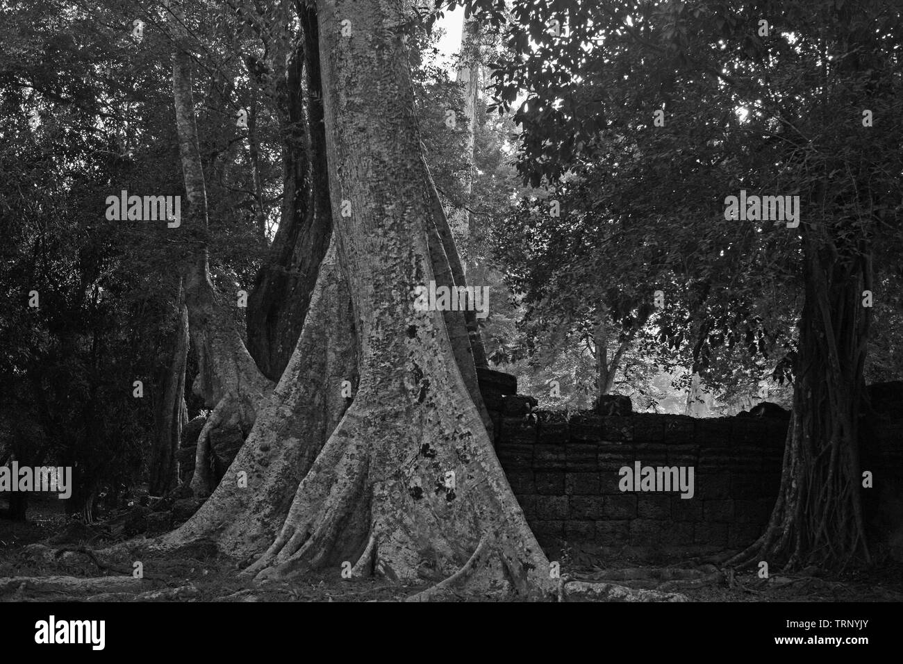 Teil der Nordwand des dritten Gehäuse, Ta Prohm, Angkor, Siem Reap, Kambodscha. Schwarz und Weiss Stockfoto