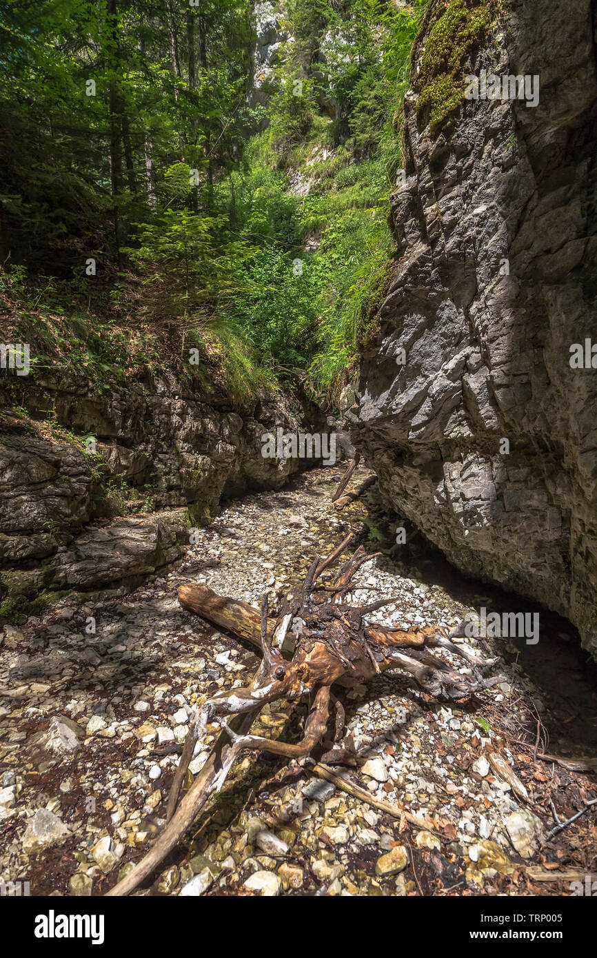 Trockenes Flussbett Sommer uha Byala' - eine der Routen für das klettern die Berge im Nationalpark Slowakisches Paradies Stockfoto