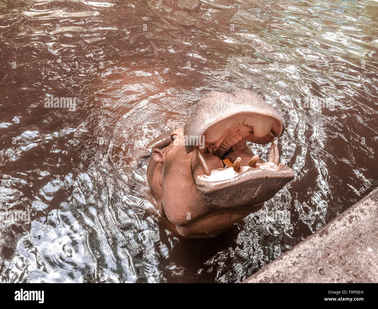 Wilde Tiere im Zoo von Chiang Mai, Thailand Stockfoto