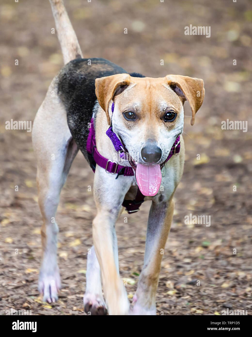Junge männliche Beagle mix Trab auf Holz chip Pfad im Dog Park. Stockfoto